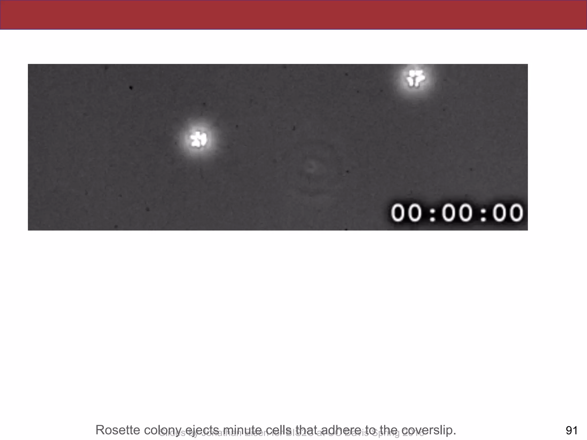 !91Slides by Jonathan Eisen for BIS2C at UC Davis Spring 2016Rosette colony ejects minute cells that adhere to the coverslip.
 