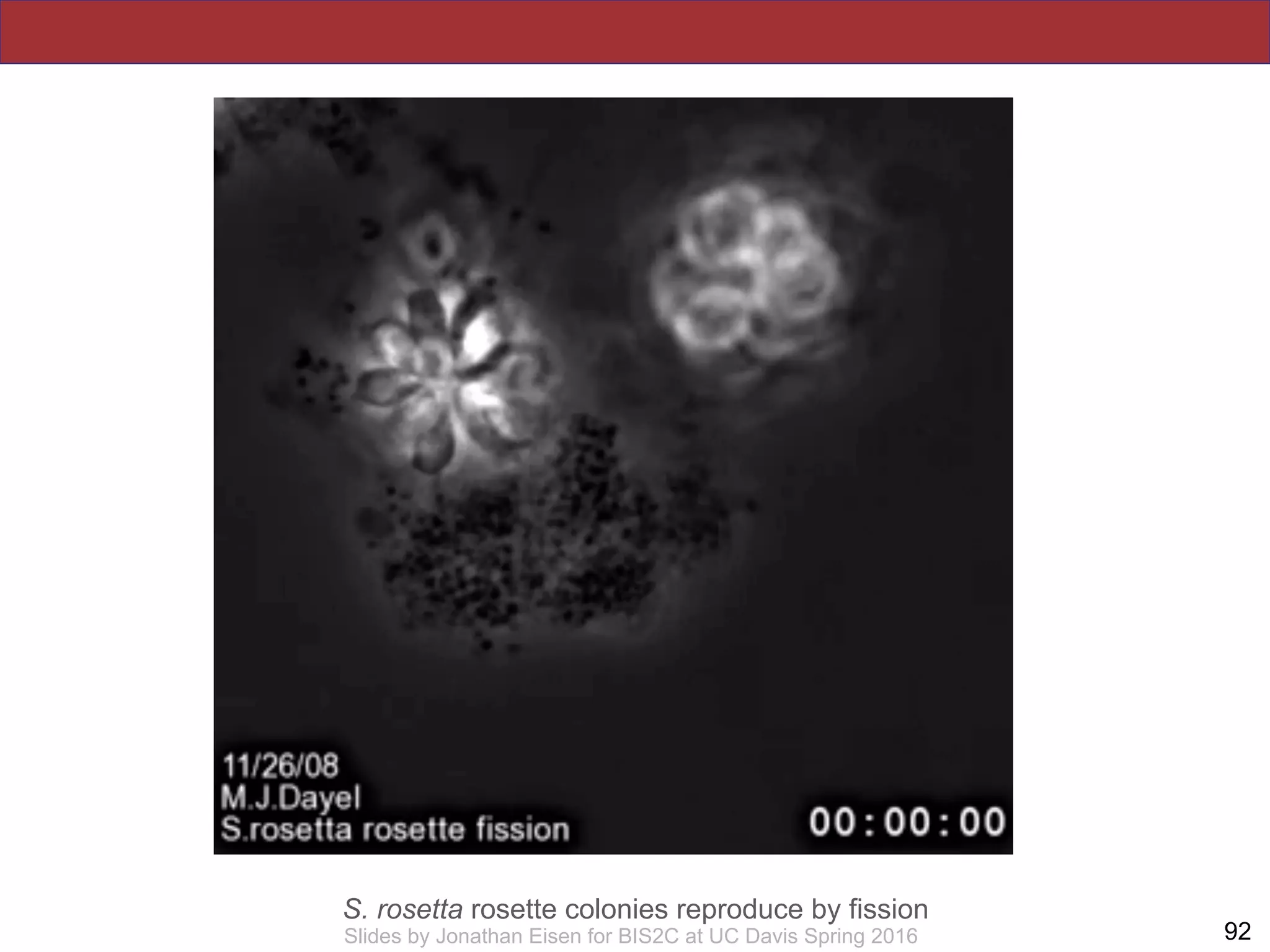 !92Slides by Jonathan Eisen for BIS2C at UC Davis Spring 2016
S. rosetta rosette colonies reproduce by fission
 