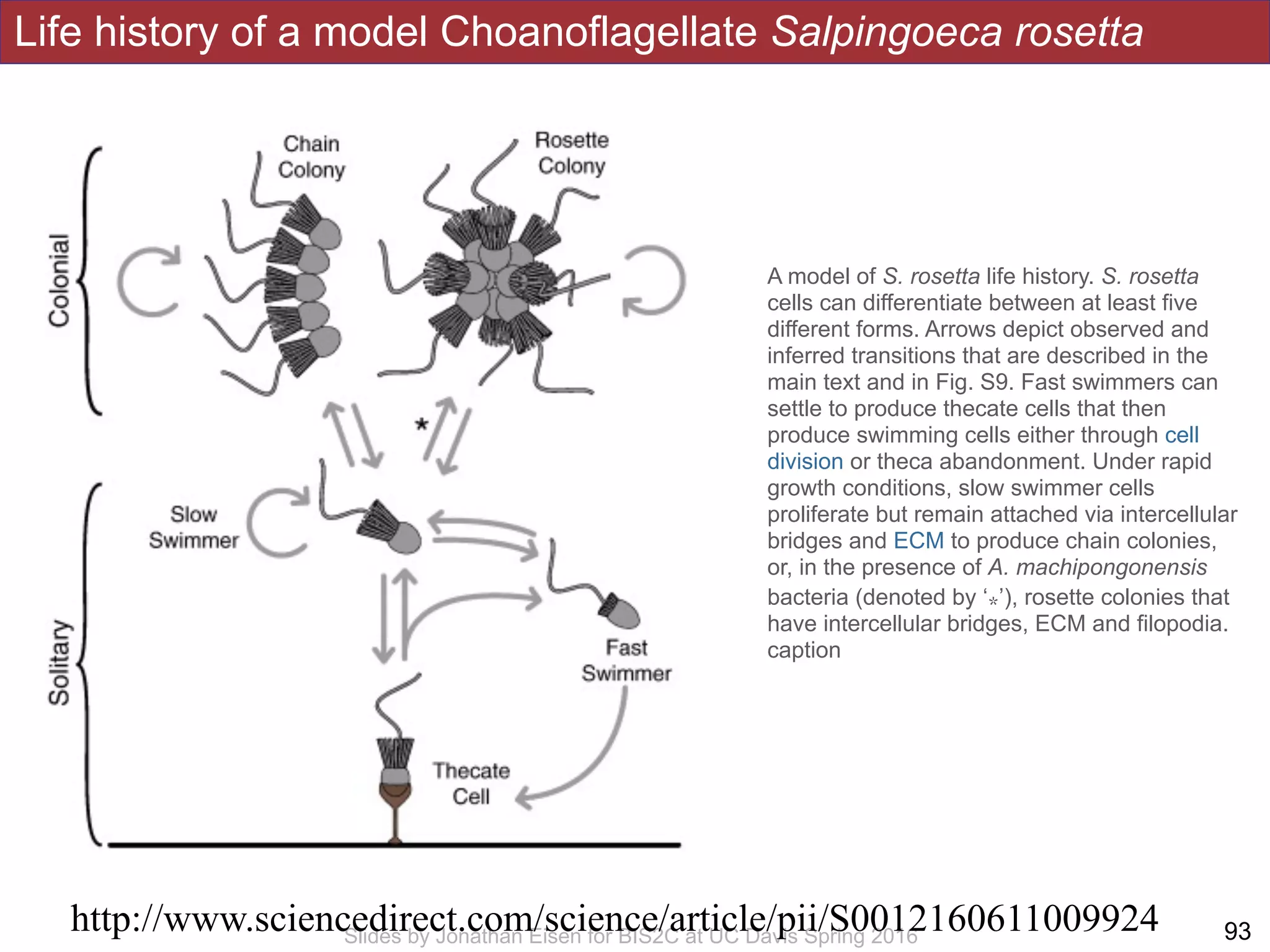 Life history of a model Choanoflagellate Salpingoeca rosetta
!93Slides by Jonathan Eisen for BIS2C at UC Davis Spring 2016
A model of S. rosetta life history. S. rosetta
cells can differentiate between at least five
different forms. Arrows depict observed and
inferred transitions that are described in the
main text and in Fig. S9. Fast swimmers can
settle to produce thecate cells that then
produce swimming cells either through cell
division or theca abandonment. Under rapid
growth conditions, slow swimmer cells
proliferate but remain attached via intercellular
bridges and ECM to produce chain colonies,
or, in the presence of A. machipongonensis
bacteria (denoted by ‘⁎’), rosette colonies that
have intercellular bridges, ECM and filopodia.
caption
http://www.sciencedirect.com/science/article/pii/S0012160611009924
 