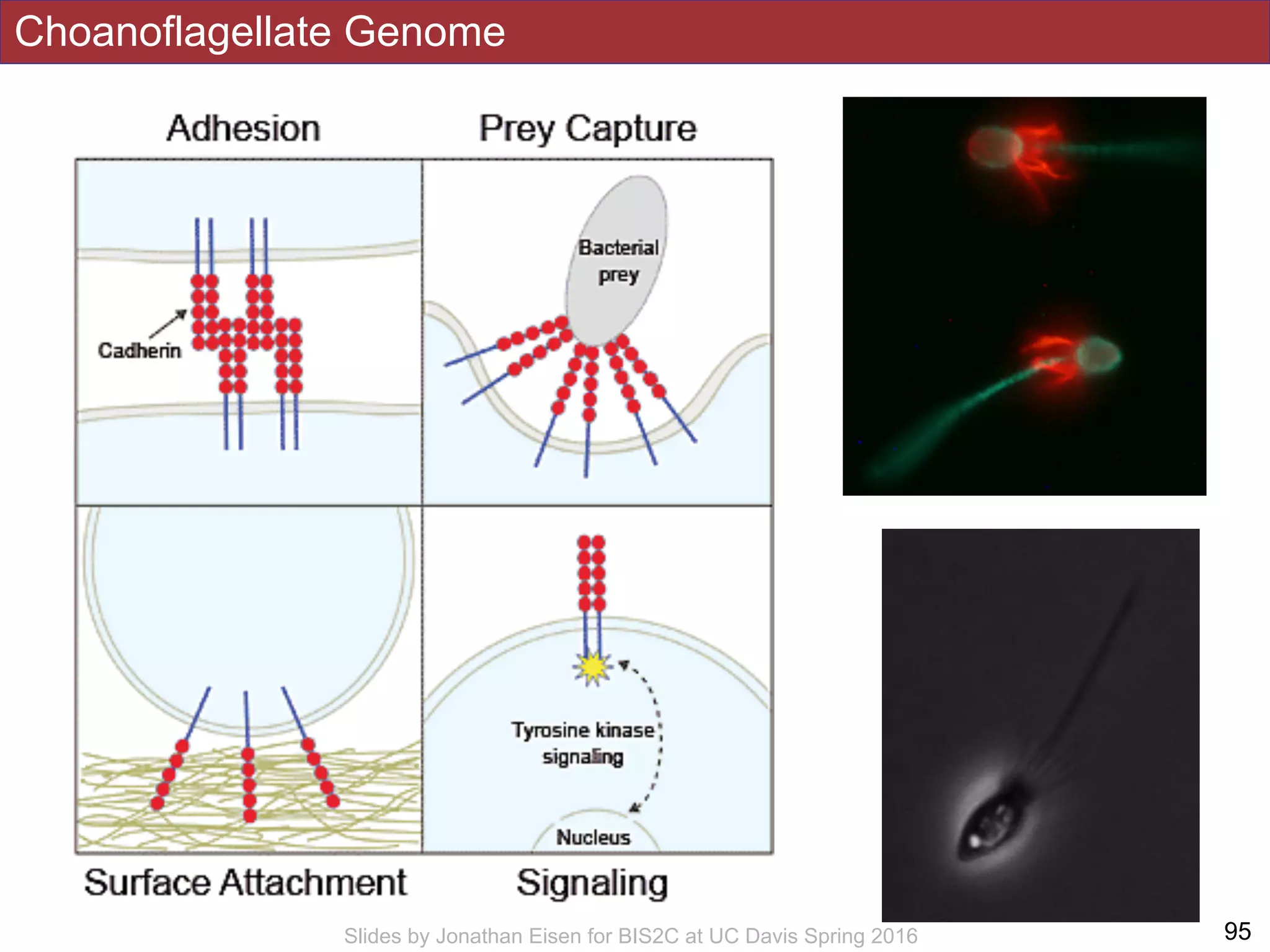 Choanoflagellate Genome
!95Slides by Jonathan Eisen for BIS2C at UC Davis Spring 2016
 