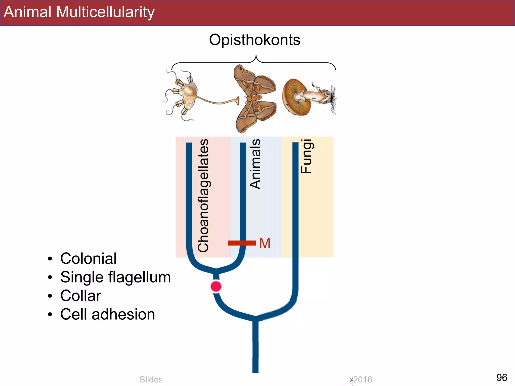Animal Multicellularity
!96Slides by Jonathan Eisen for BIS2C at UC Davis Spring 2016
Opisthokonts
Fungi
Animals
Choanoflagellates
• Colonial
• Single flagellum
• Collar
• Cell adhesion
M
 