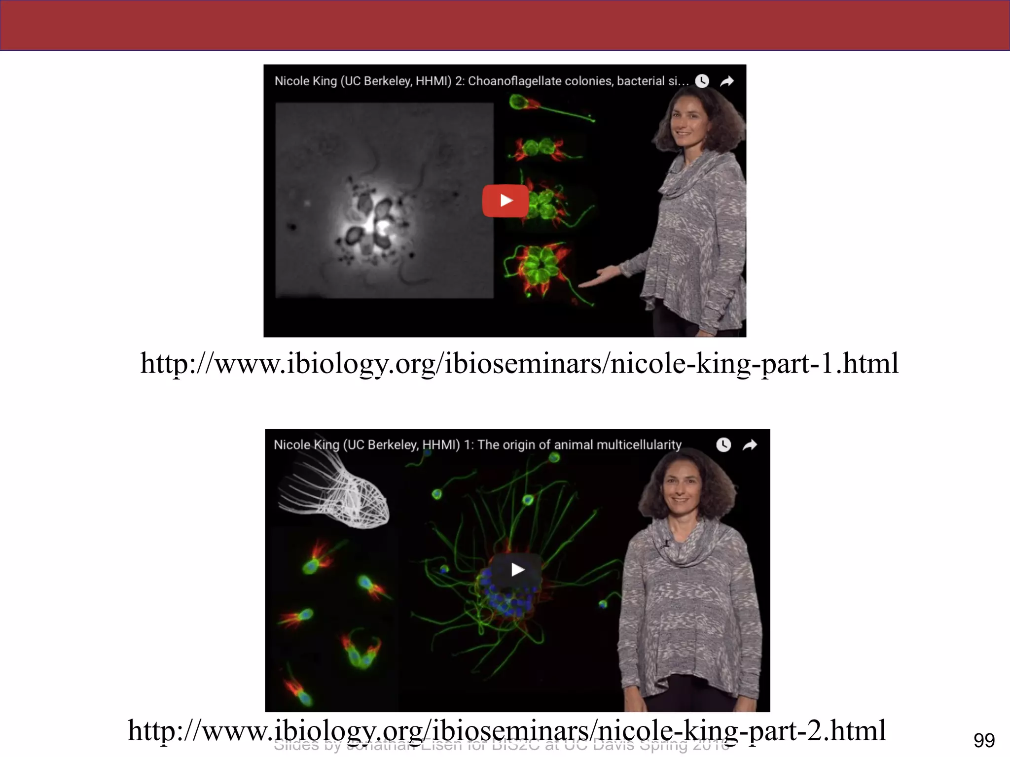 !99Slides by Jonathan Eisen for BIS2C at UC Davis Spring 2016
http://www.ibiology.org/ibioseminars/nicole-king-part-1.html
http://www.ibiology.org/ibioseminars/nicole-king-part-2.html
 
