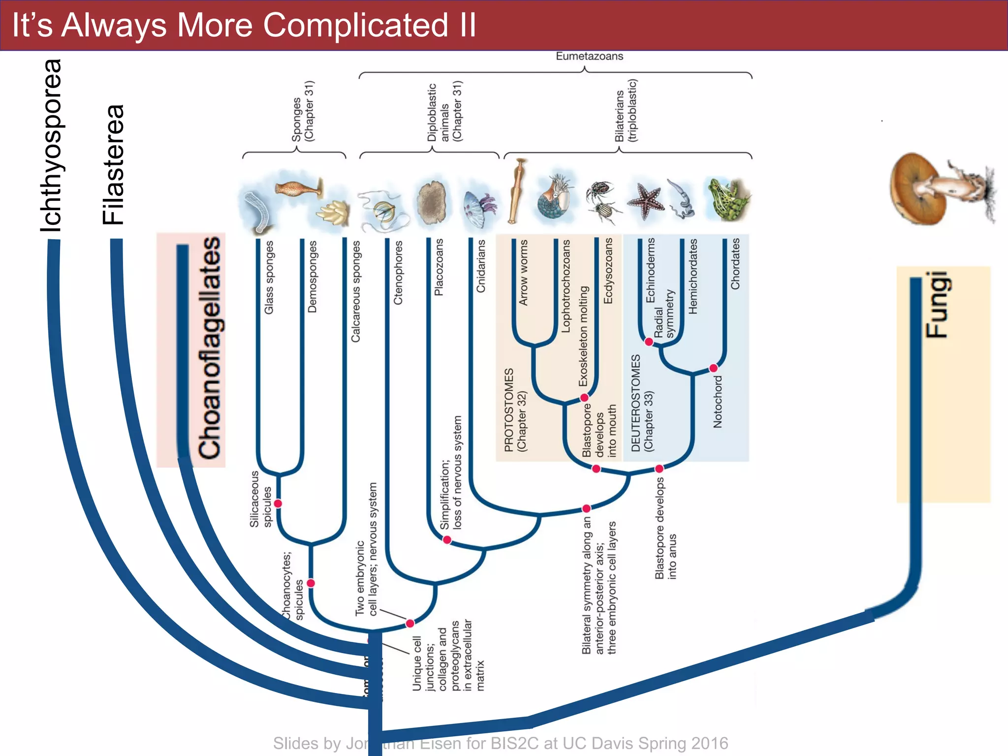 It’s Always More Complicated II
!11Slides by Jonathan Eisen for BIS2C at UC Davis Spring 2016
Filasterea
Ichthyosporea
 