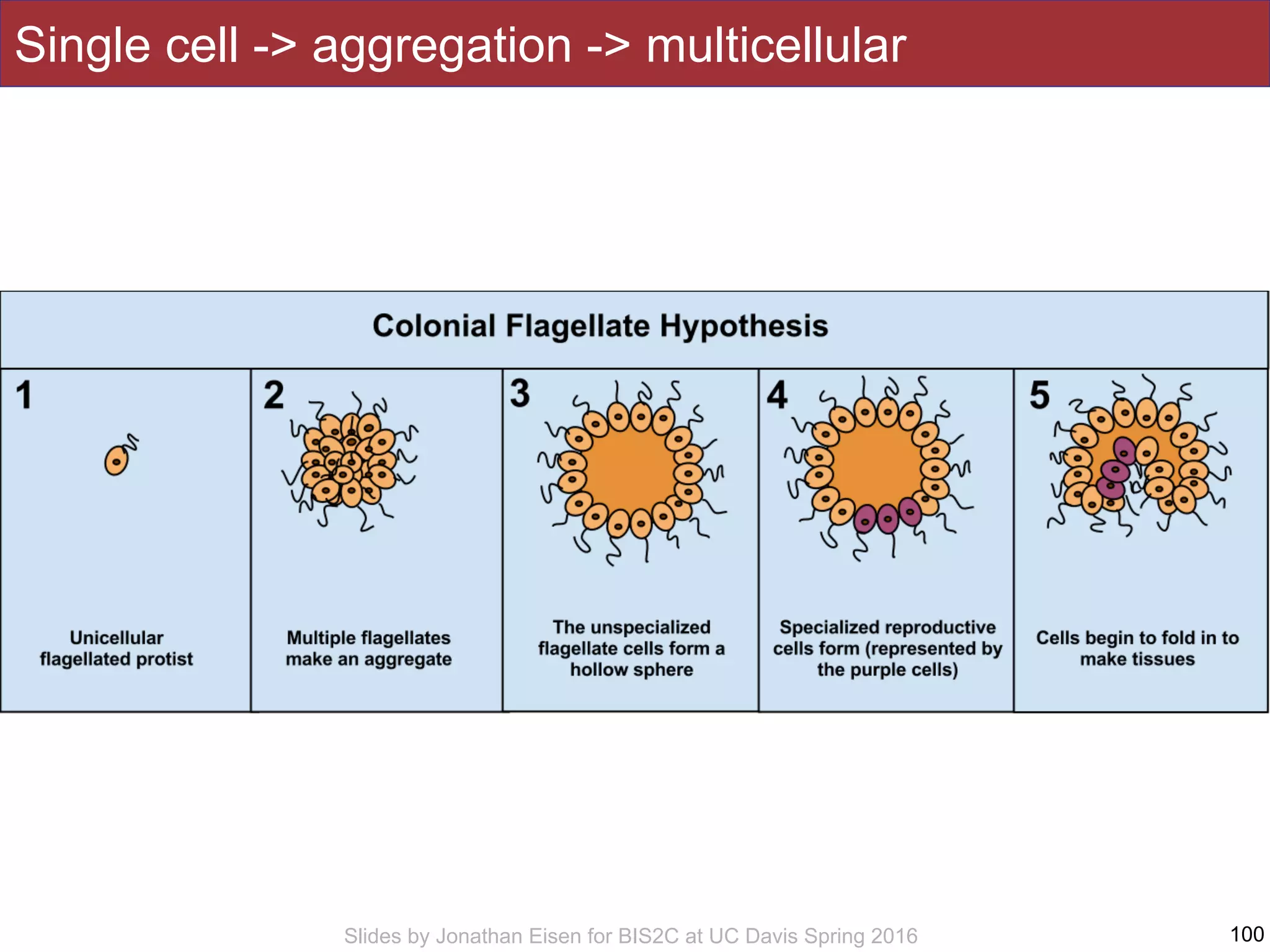Slides by Jonathan Eisen for BIS2C at UC Davis Spring 2016
Single cell -> aggregation -> multicellular
100
 