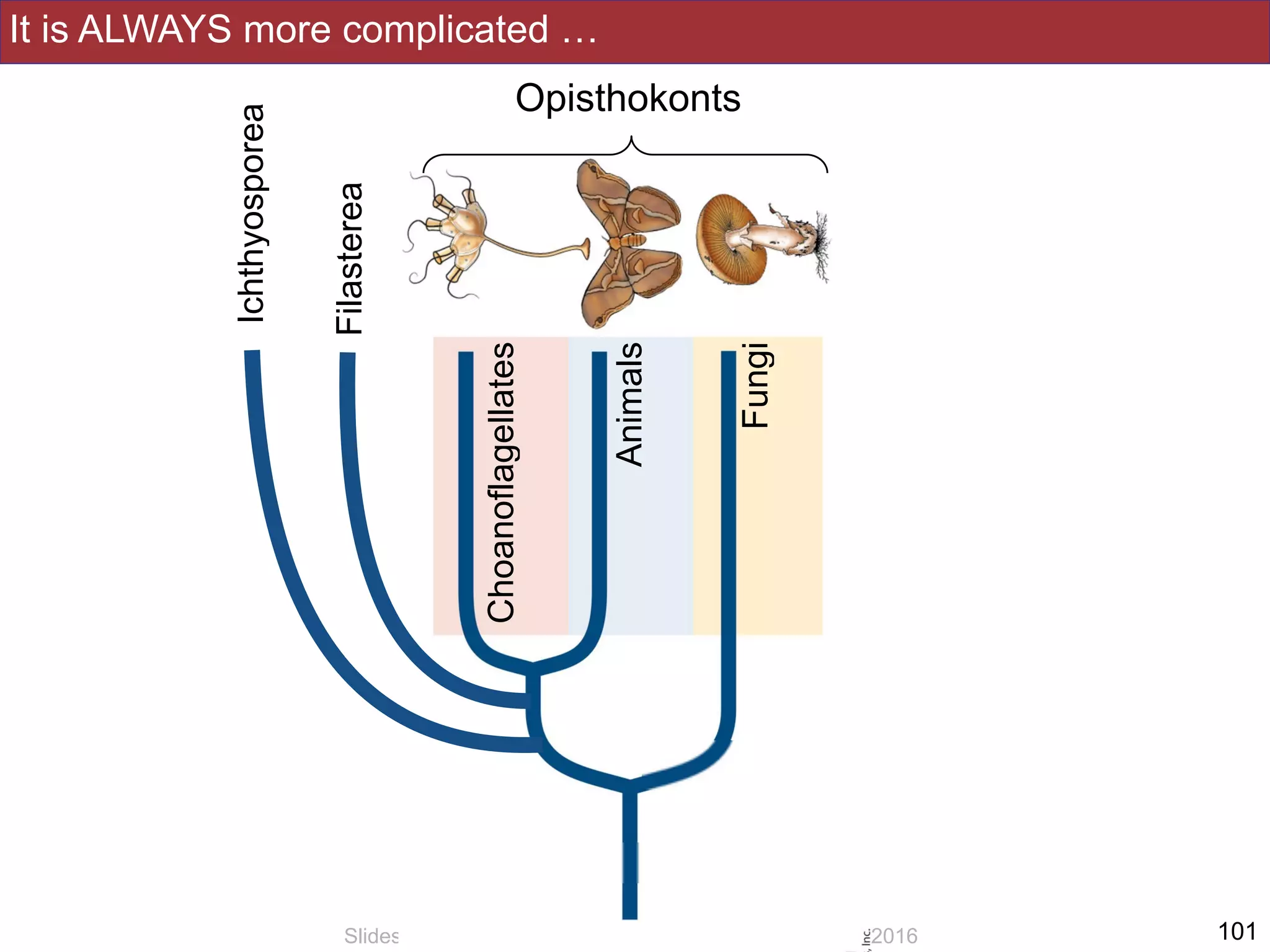 It is ALWAYS more complicated …
!101Slides by Jonathan Eisen for BIS2C at UC Davis Spring 2016
Opisthokonts
Fungi
Animals
Choanoflagellates
Filasterea
Ichthyosporea
 