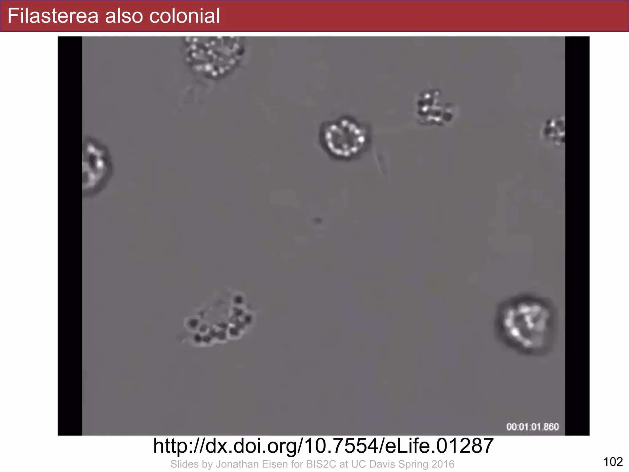 Filasterea also colonial
!102Slides by Jonathan Eisen for BIS2C at UC Davis Spring 2016
http://dx.doi.org/10.7554/eLife.01287
 