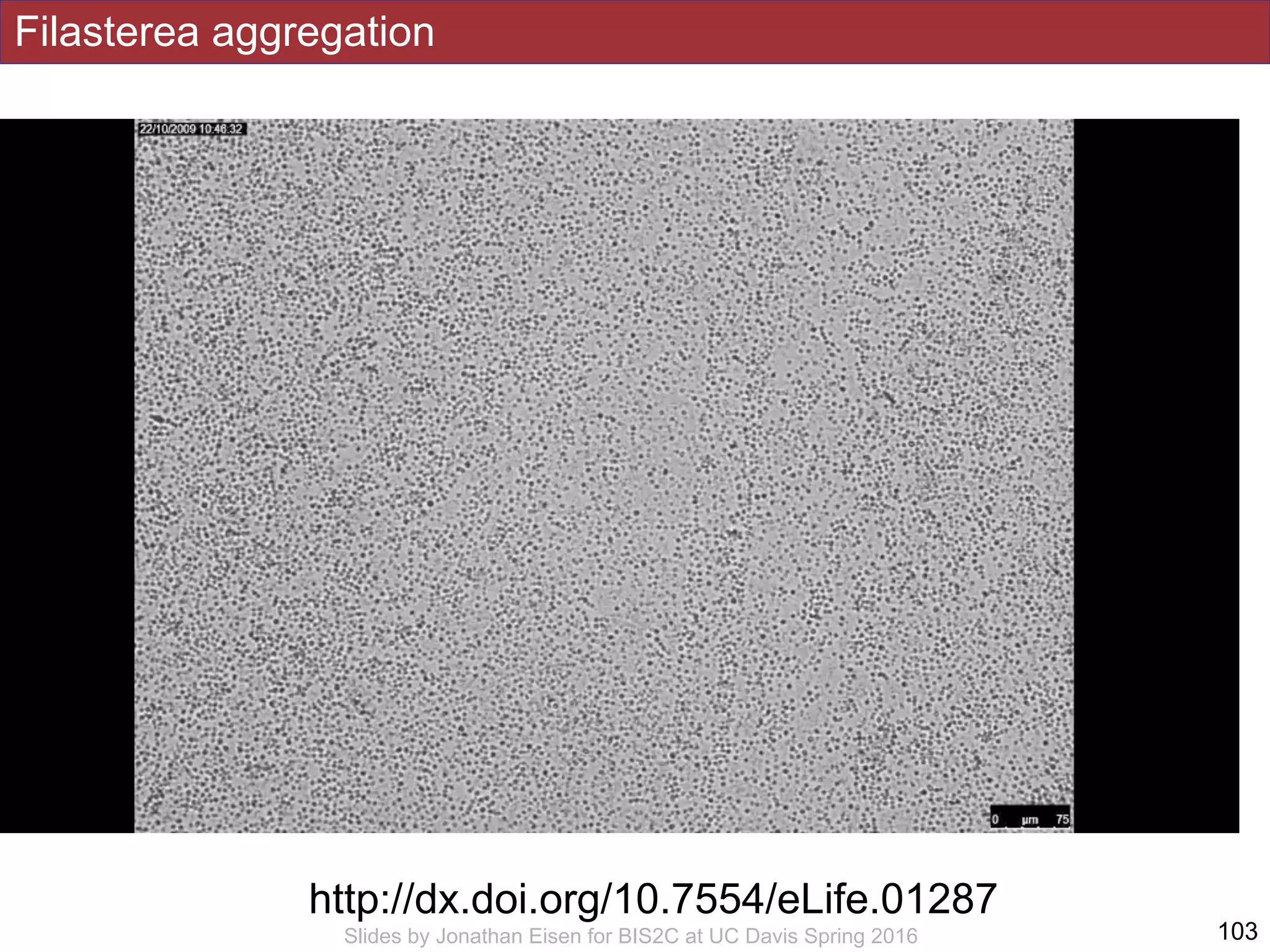 Filasterea aggregation
!103Slides by Jonathan Eisen for BIS2C at UC Davis Spring 2016
http://dx.doi.org/10.7554/eLife.01287
 