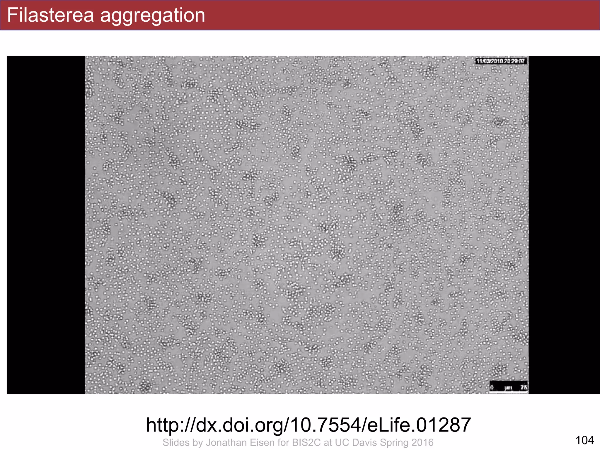 !104Slides by Jonathan Eisen for BIS2C at UC Davis Spring 2016
Filasterea aggregation
http://dx.doi.org/10.7554/eLife.01287
 