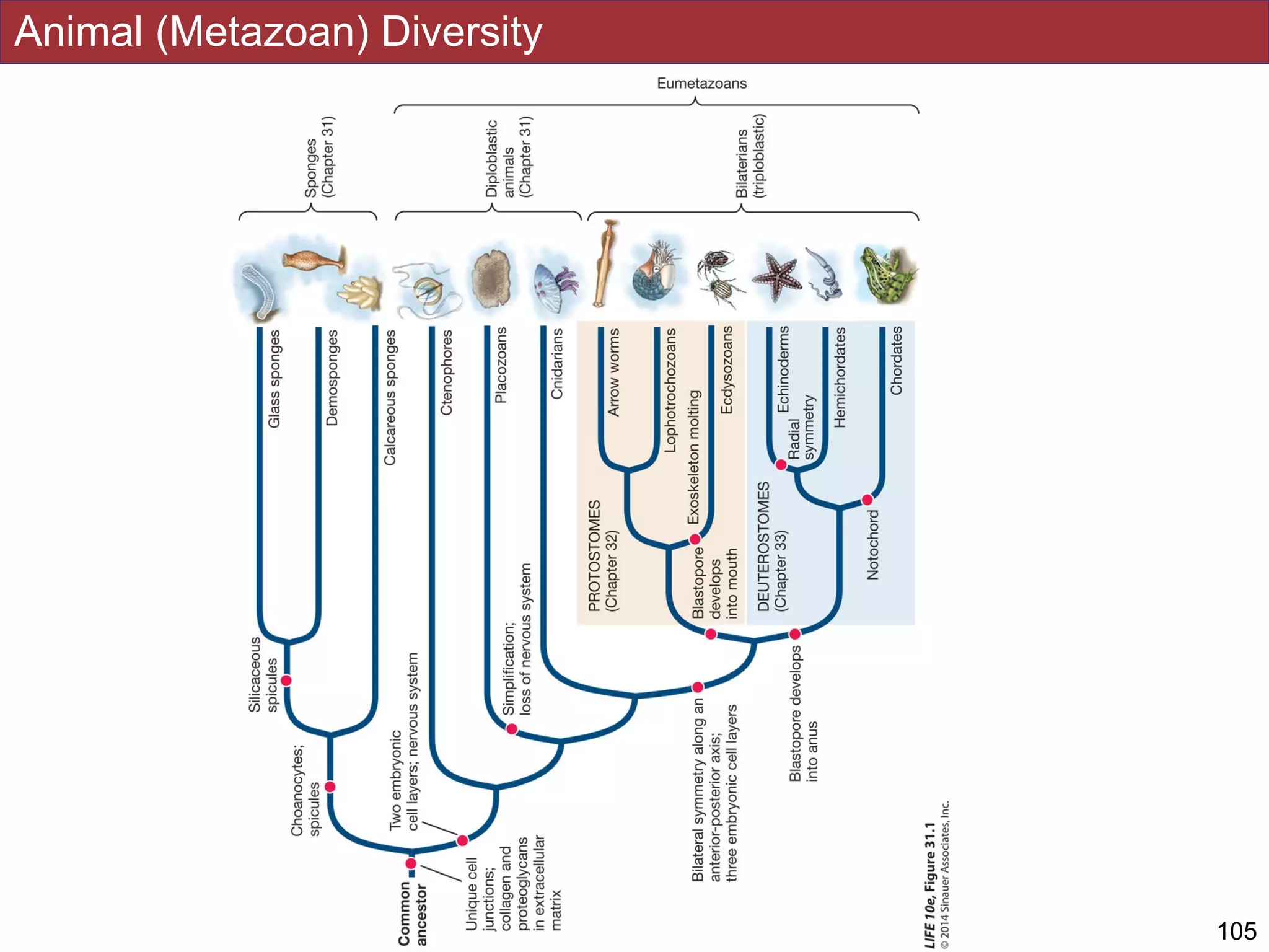 Animal (Metazoan) Diversity
!105Slides by Jonathan Eisen for BIS2C at UC Davis Spring 2016
 