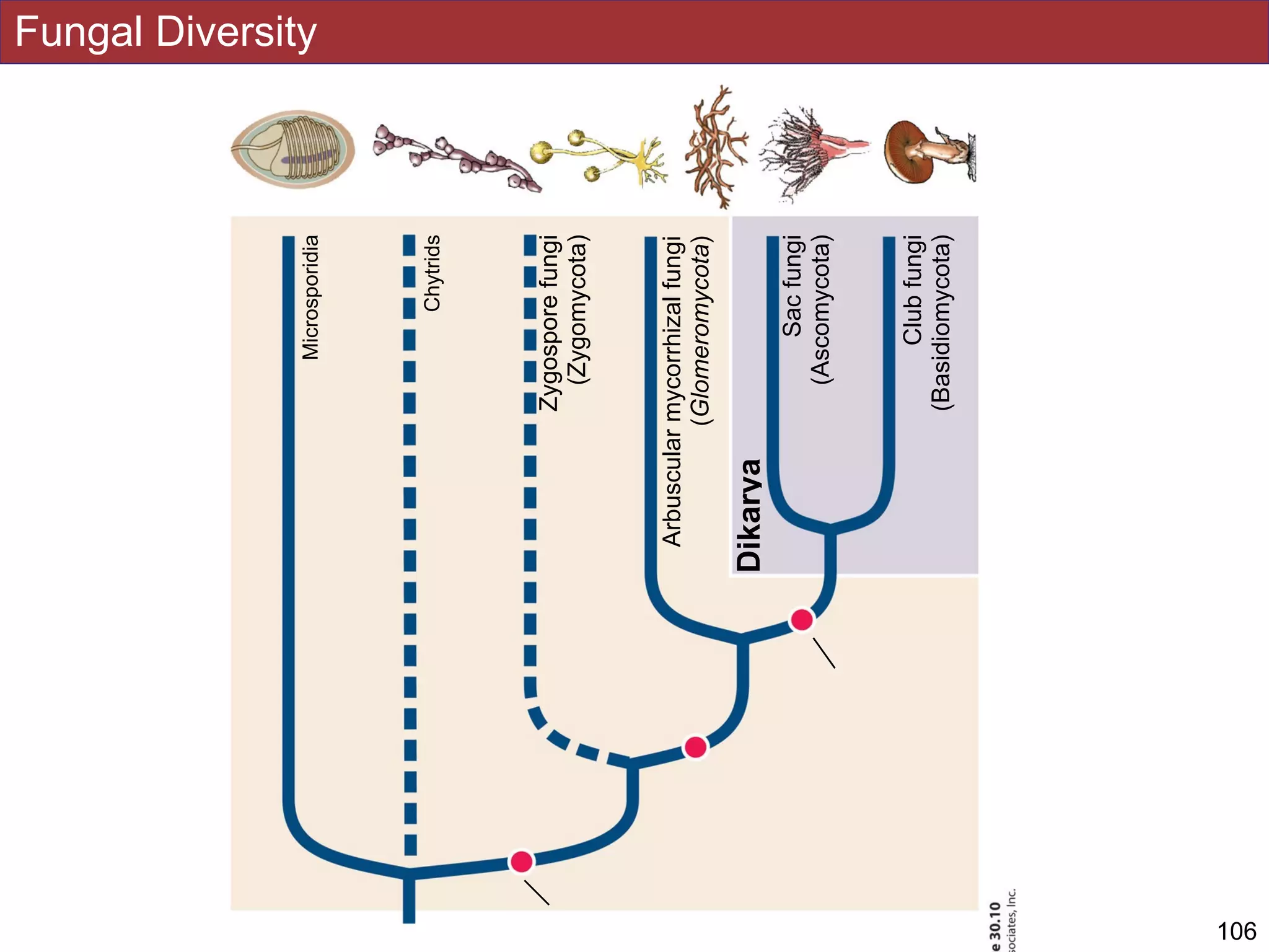 Fungal Diversity
!106Slides by Jonathan Eisen for BIS2C at UC Davis Spring 2016
Microsporidia
Chytrids
Zygosporefungi
(Zygomycota)
Arbuscularmycorrhizalfungi
(Glomeromycota)
Sacfungi
(Ascomycota)
Clubfungi
(Basidiomycota)
Dikarya
 