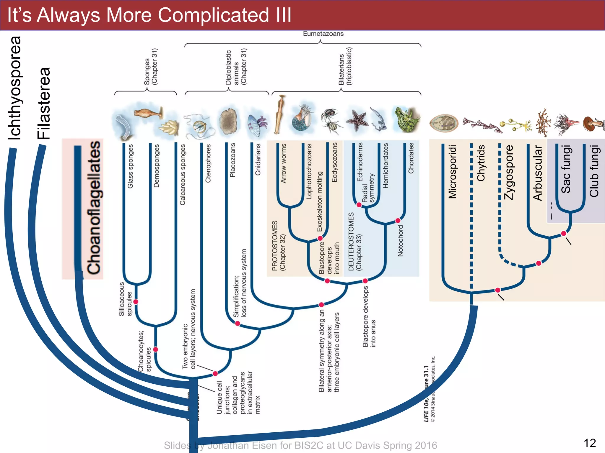 !12
Filasterea
Ichthyosporea
Microsporidi
Chytrids
Zygospore
Arbuscular
Sacfungi
Clubfungi
Dik
It’s Always More Complicated III
Slides by Jonathan Eisen for BIS2C at UC Davis Spring 2016
 