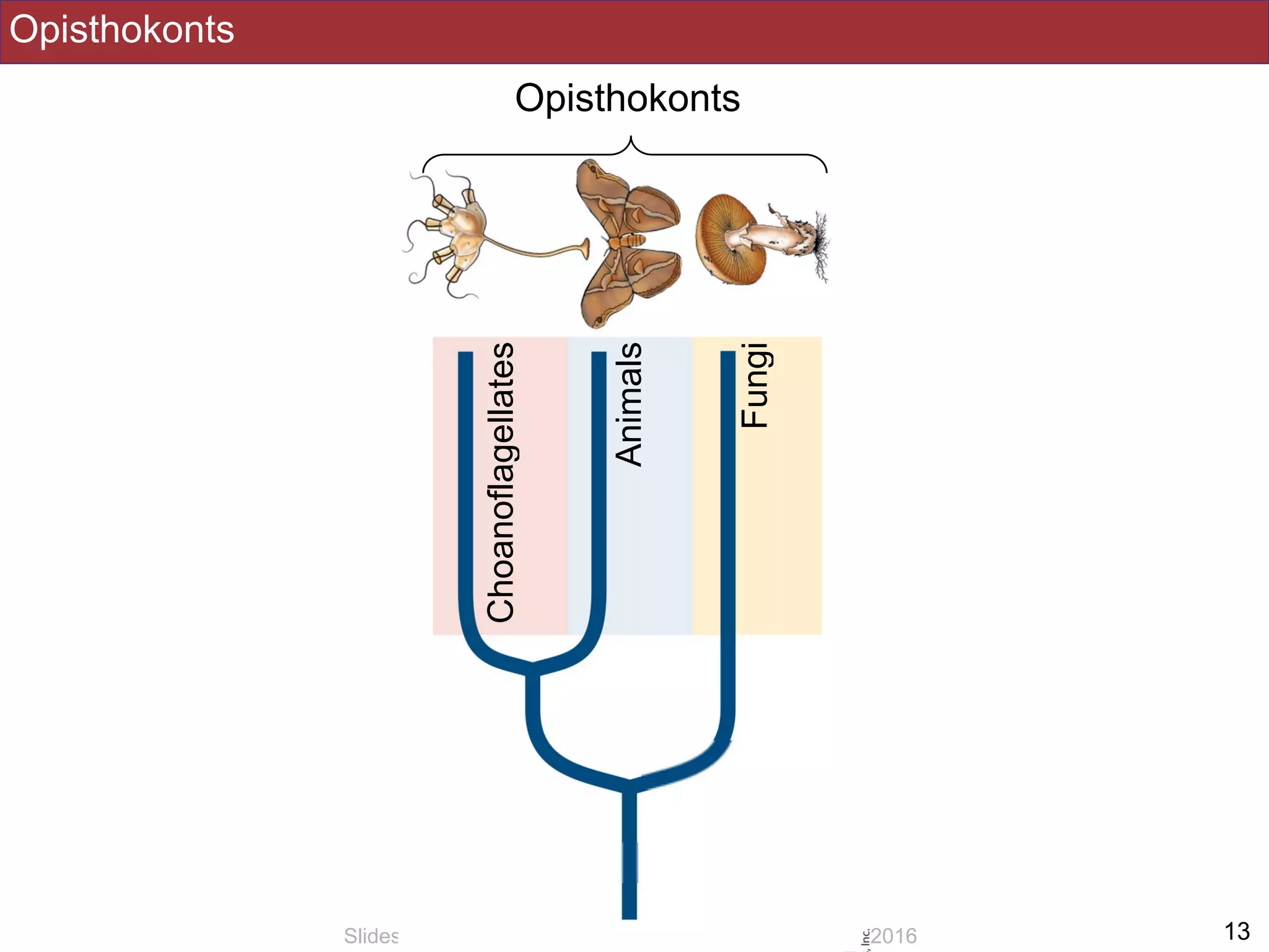Opisthokonts
!13Slides by Jonathan Eisen for BIS2C at UC Davis Spring 2016
Opisthokonts
Fungi
Animals
Choanoflagellates
 