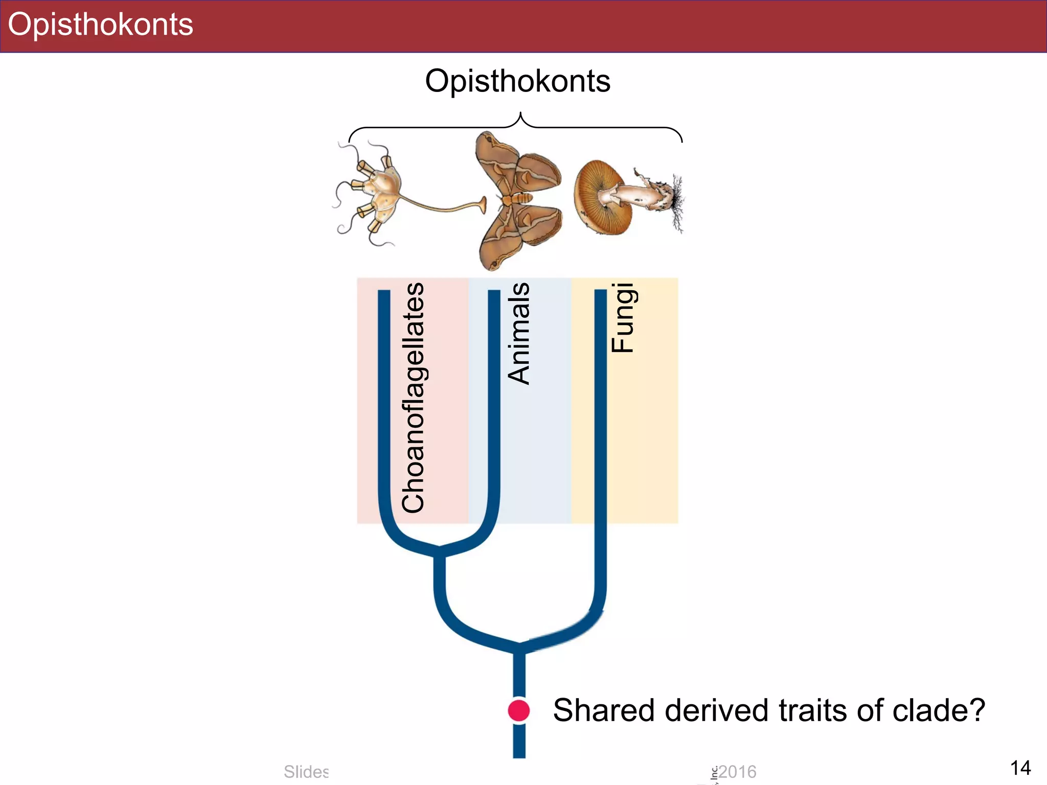 Opisthokonts
!14Slides by Jonathan Eisen for BIS2C at UC Davis Spring 2016
Opisthokonts
Fungi
Animals
Choanoflagellates
Shared derived traits of clade?
 