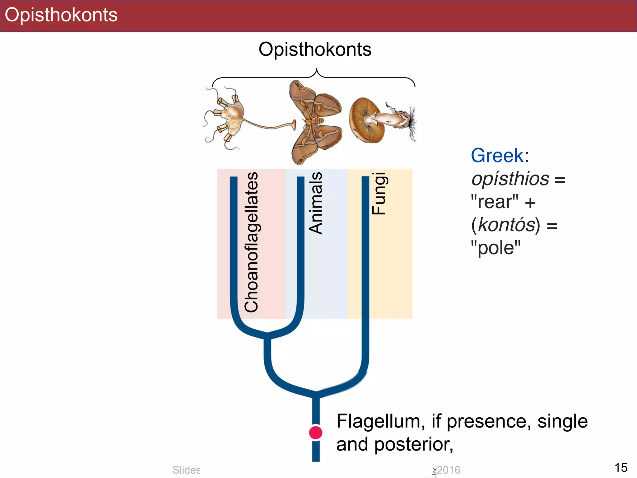 Opisthokonts
!15Slides by Jonathan Eisen for BIS2C at UC Davis Spring 2016
Opisthokonts
Fungi
Animals
Choanoflagellates
Flagellum, if presence, single
and posterior,
Greek:
opísthios =
"rear" +
(kontós) =
"pole"
 
