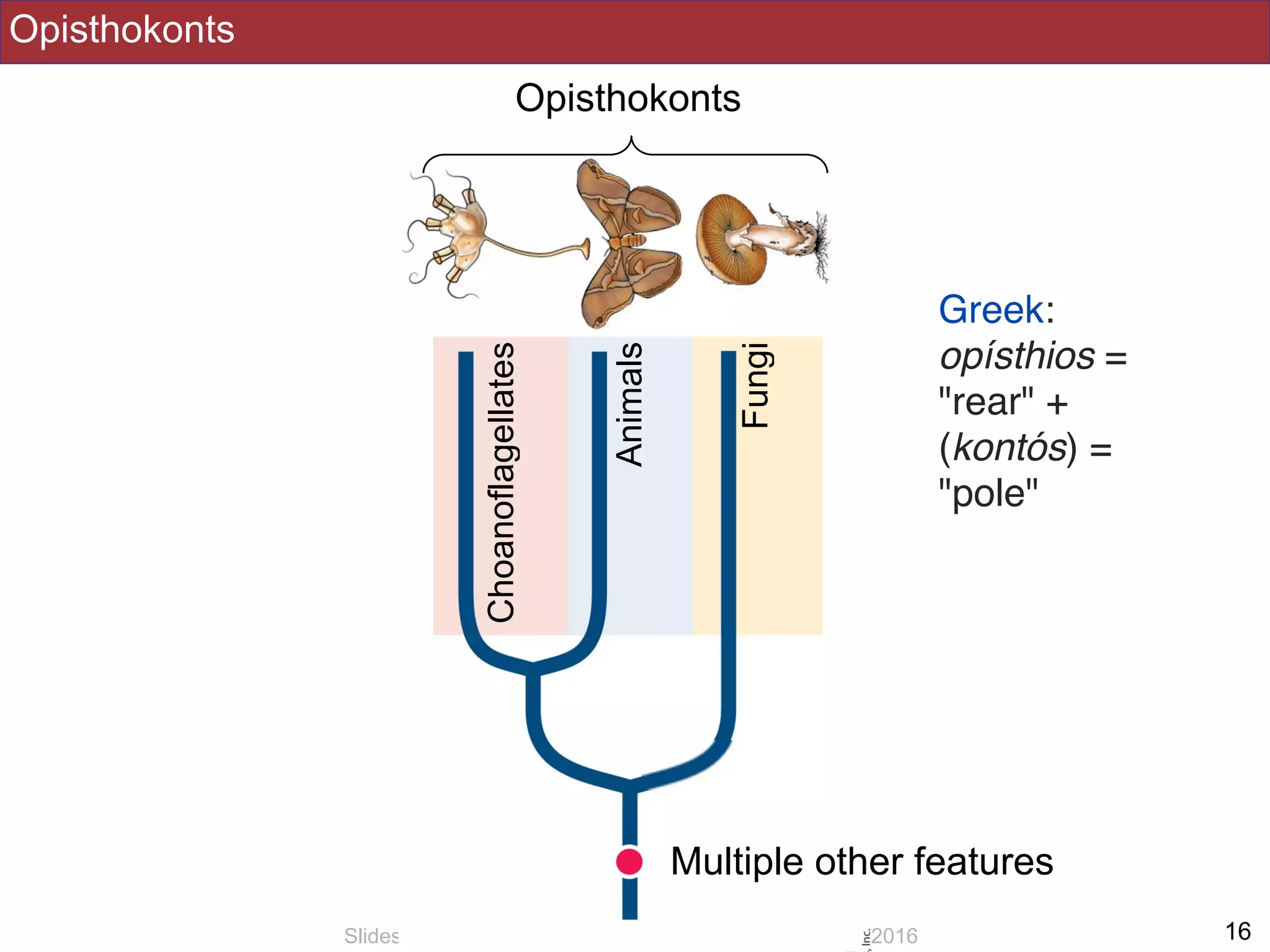 Opisthokonts
!16Slides by Jonathan Eisen for BIS2C at UC Davis Spring 2016
Opisthokonts
Fungi
Animals
Choanoflagellates
Multiple other features
Greek:
opísthios =
"rear" +
(kontós) =
"pole"
 