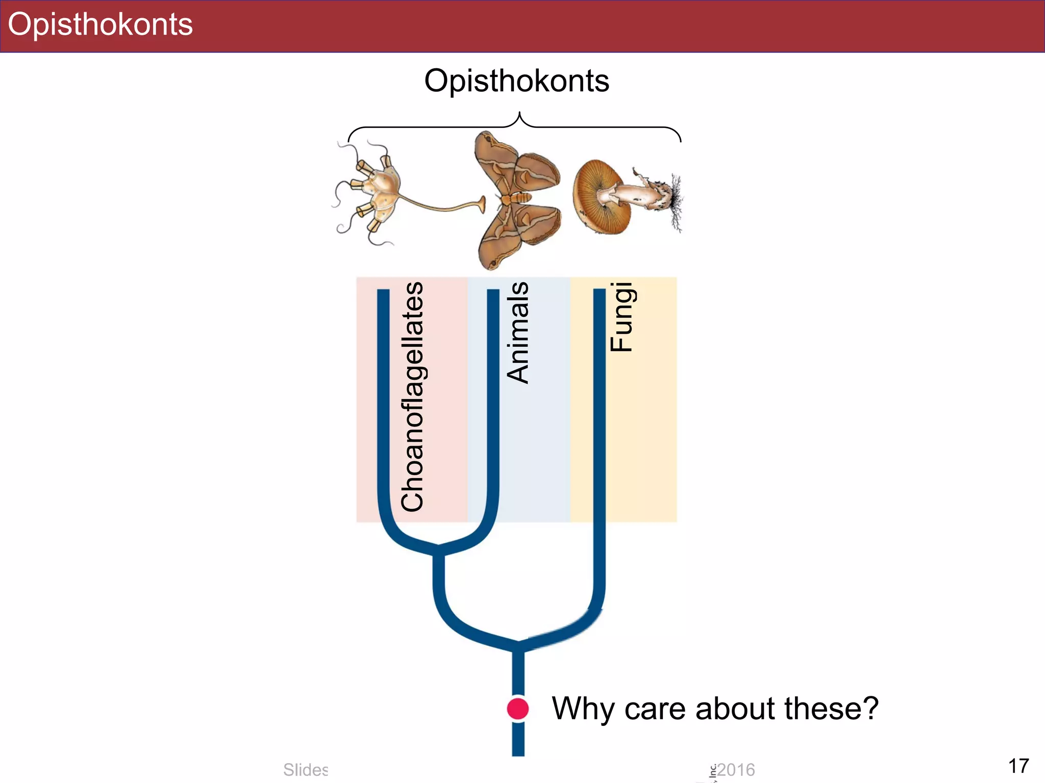 Opisthokonts
!17Slides by Jonathan Eisen for BIS2C at UC Davis Spring 2016
Opisthokonts
Fungi
Animals
Choanoflagellates
Why care about these?
 