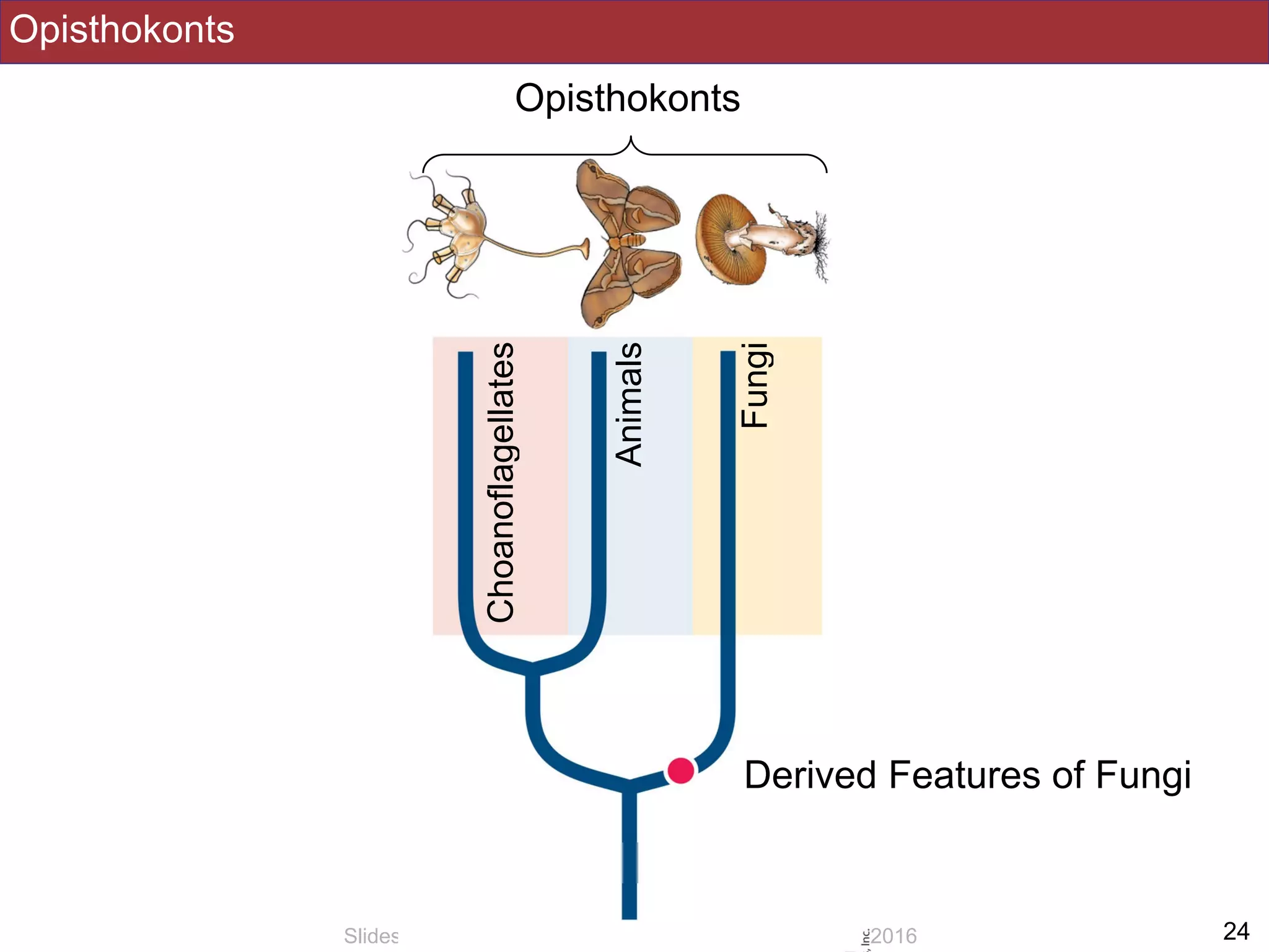 Opisthokonts
!24Slides by Jonathan Eisen for BIS2C at UC Davis Spring 2016
Opisthokonts
Fungi
Animals
Choanoflagellates
Derived Features of Fungi
 