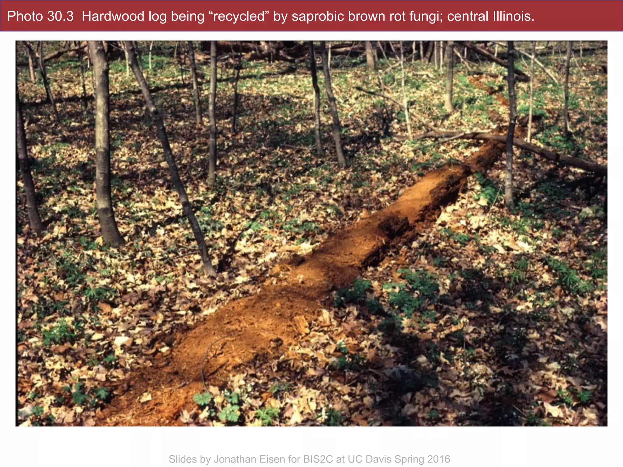 Photo 30.3 Hardwood log being “recycled” by saprobic brown rot fungi; central Illinois.
!31Slides by Jonathan Eisen for BIS2C at UC Davis Spring 2016
 