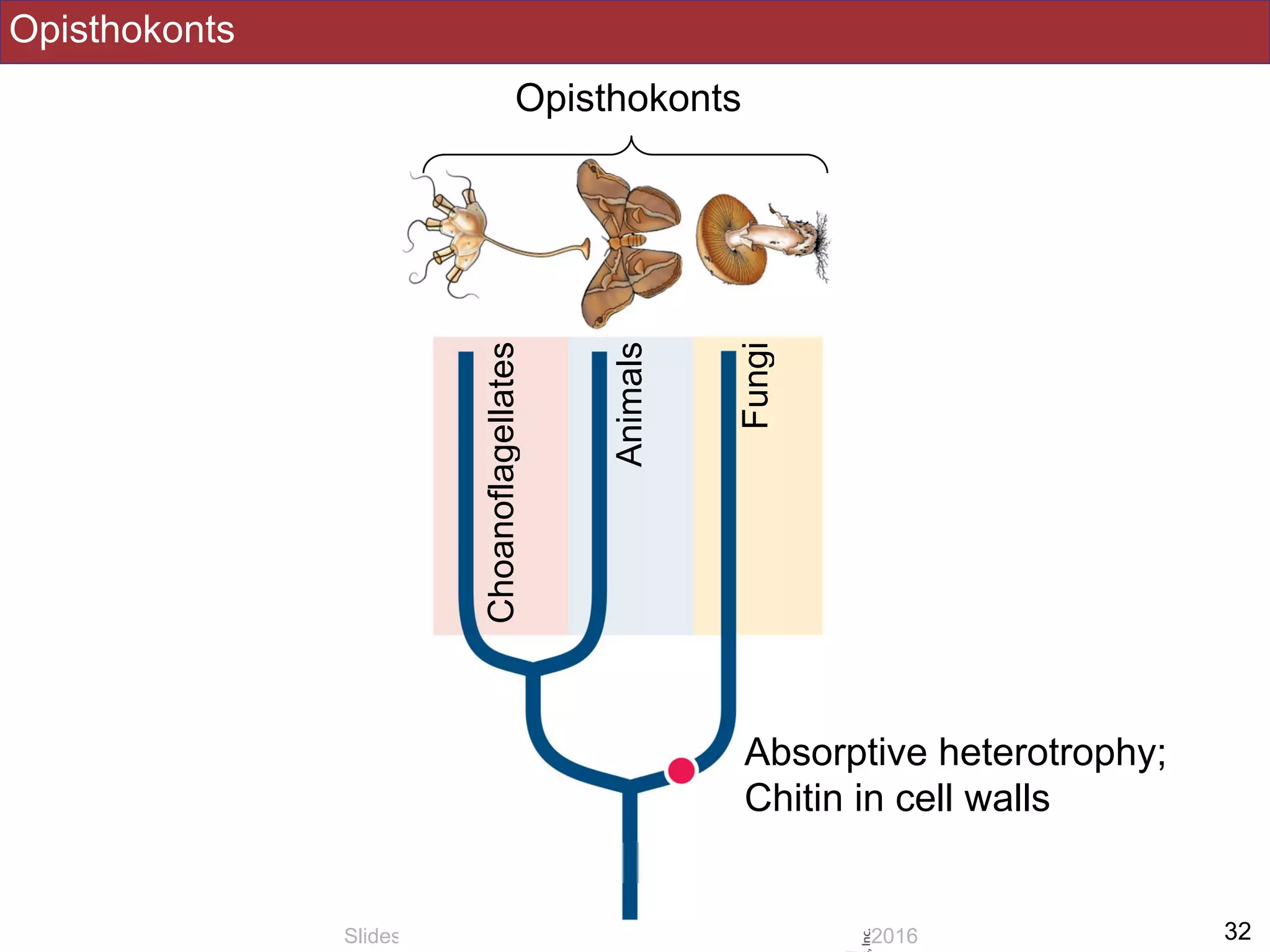 Opisthokonts
!32Slides by Jonathan Eisen for BIS2C at UC Davis Spring 2016
Opisthokonts
Fungi
Animals
Choanoflagellates
Absorptive heterotrophy;
Chitin in cell walls
 