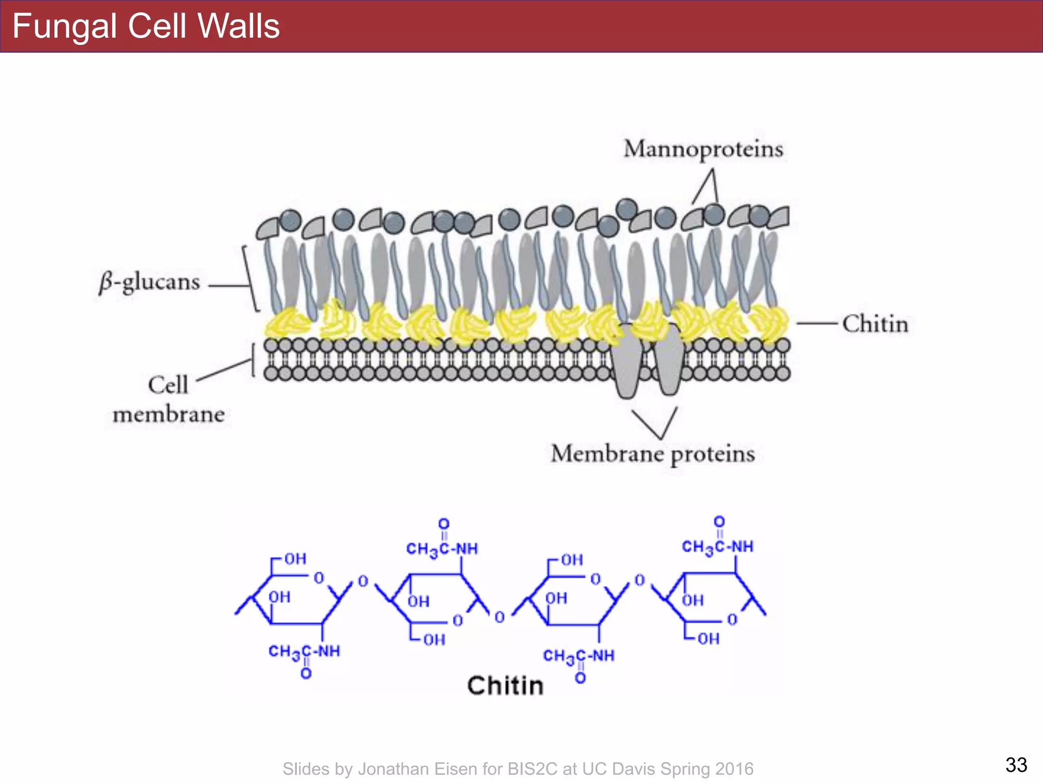 Fungal Cell Walls
!33Slides by Jonathan Eisen for BIS2C at UC Davis Spring 2016
 