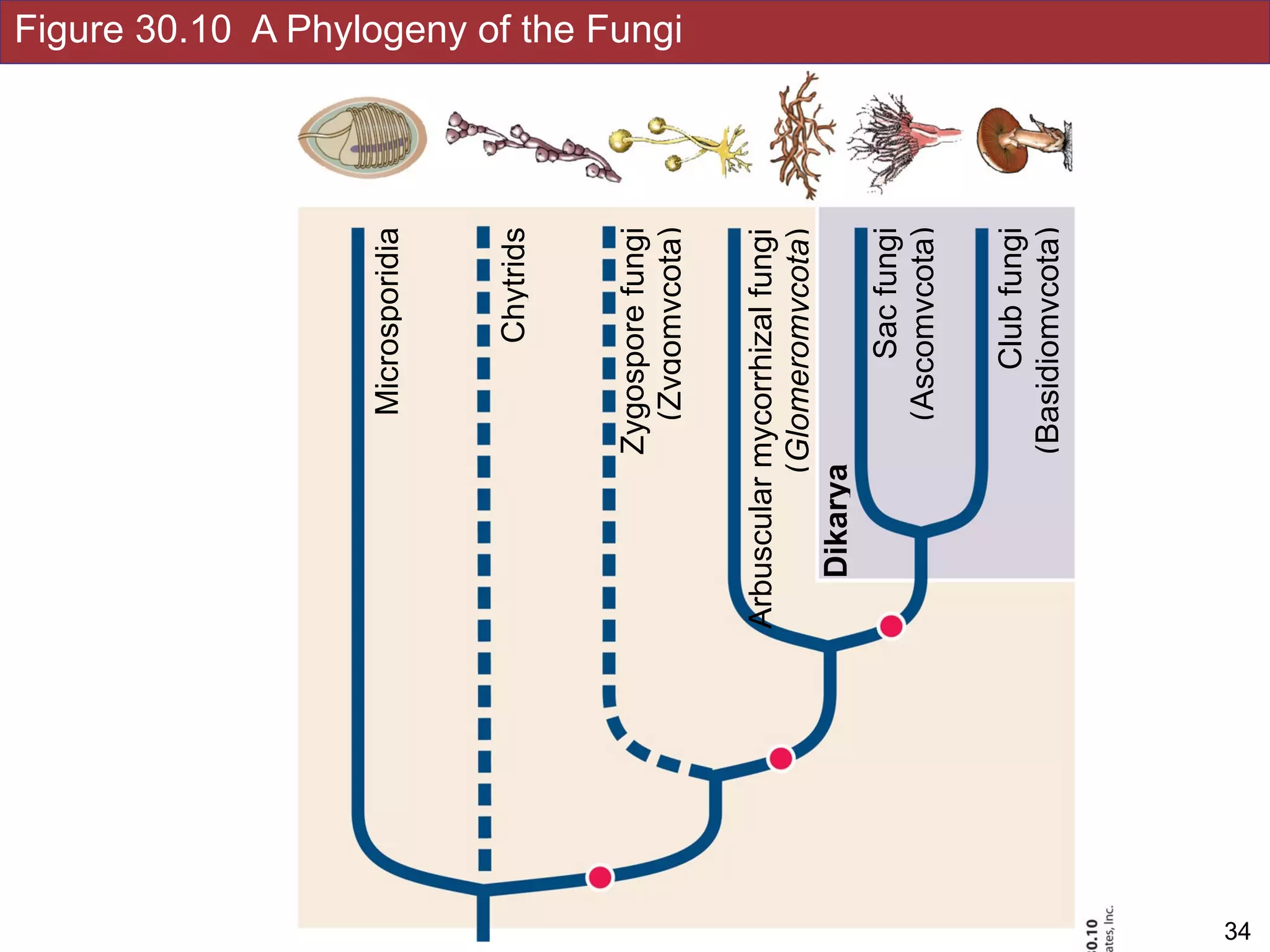 Figure 30.10 A Phylogeny of the Fungi
!34Slides by Jonathan Eisen for BIS2C at UC Davis Spring 2016
Microsporidia
Chytrids
Zygosporefungi
(Zygomycota)
Arbuscularmycorrhizalfungi
(Glomeromycota)
Sacfungi
(Ascomycota)
Clubfungi
(Basidiomycota)
Dikarya
 