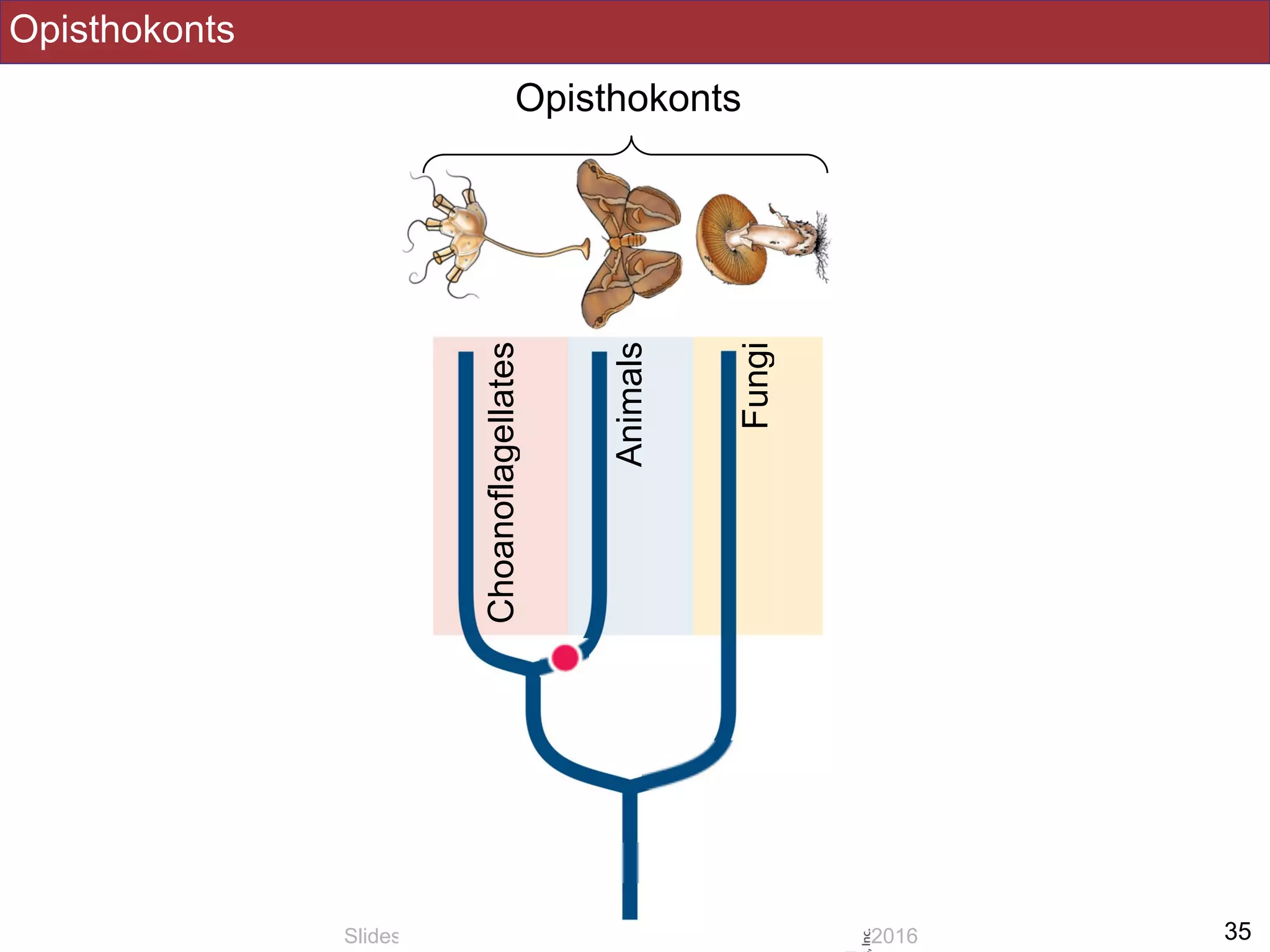Opisthokonts
!35Slides by Jonathan Eisen for BIS2C at UC Davis Spring 2016
Opisthokonts
Fungi
Animals
Choanoflagellates
 