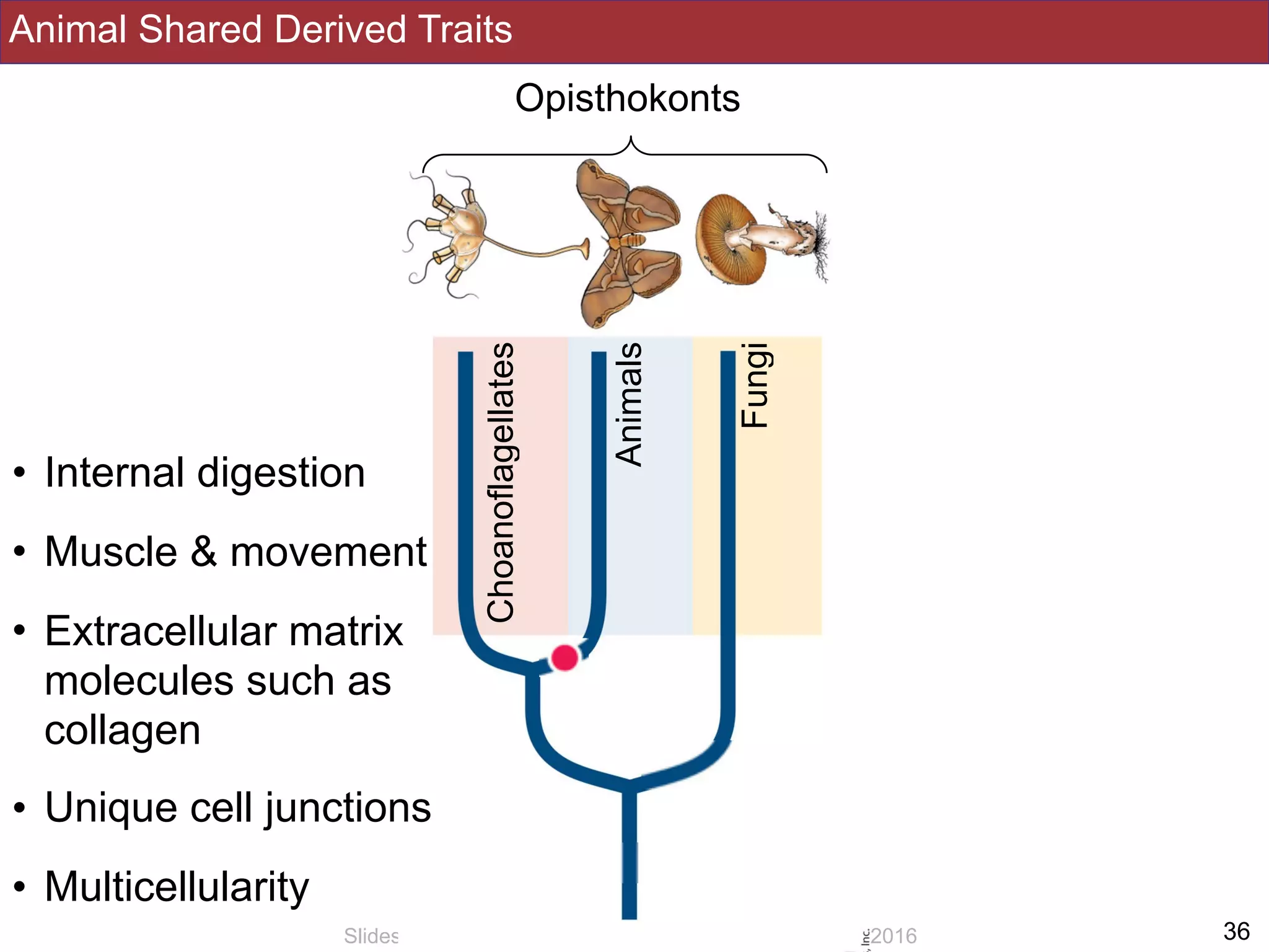 Animal Shared Derived Traits
!36Slides by Jonathan Eisen for BIS2C at UC Davis Spring 2016
Opisthokonts
Fungi
Animals
Choanoflagellates
• Internal digestion
• Muscle & movement
• Extracellular matrix
molecules such as
collagen
• Unique cell junctions
• Multicellularity
 