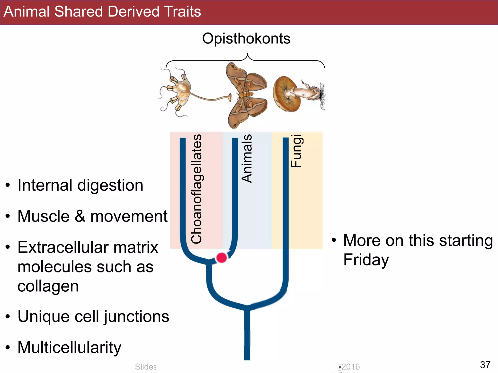 Animal Shared Derived Traits
!37Slides by Jonathan Eisen for BIS2C at UC Davis Spring 2016
Opisthokonts
Fungi
Animals
Choanoflagellates
• Internal digestion
• Muscle & movement
• Extracellular matrix
molecules such as
collagen
• Unique cell junctions
• Multicellularity
• More on this starting
Friday
 