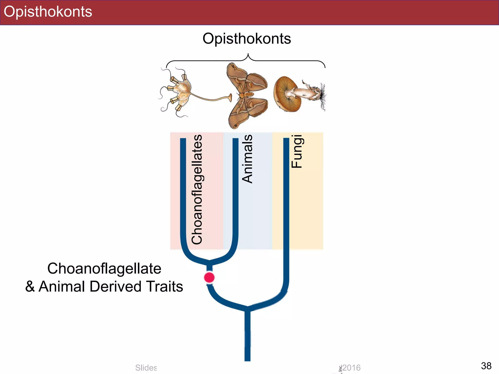 Opisthokonts
!38Slides by Jonathan Eisen for BIS2C at UC Davis Spring 2016
Opisthokonts
Fungi
Animals
Choanoflagellates
Choanoflagellate
& Animal Derived Traits
 