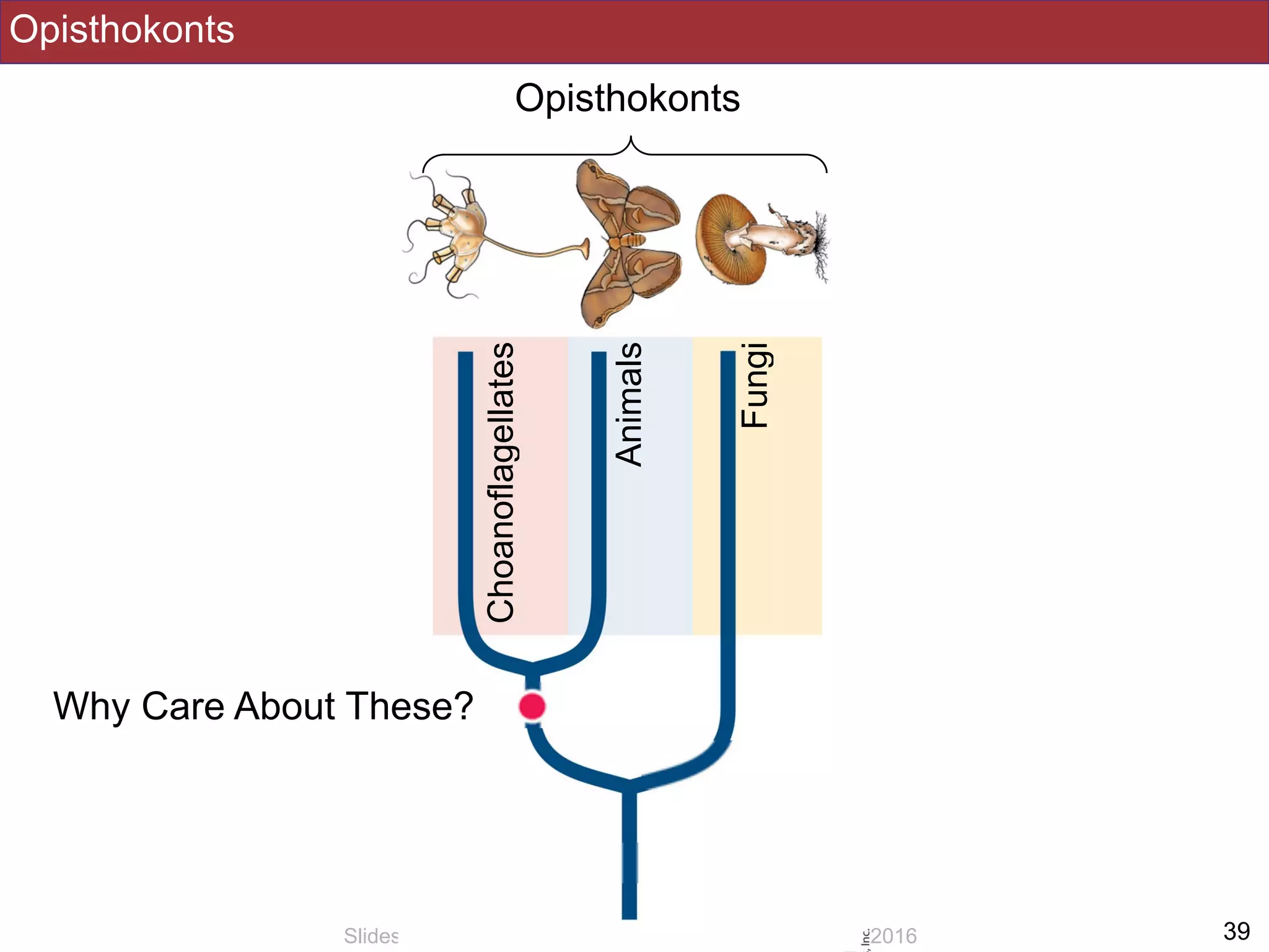 Opisthokonts
!39Slides by Jonathan Eisen for BIS2C at UC Davis Spring 2016
Opisthokonts
Fungi
Animals
Choanoflagellates
Why Care About These?
 