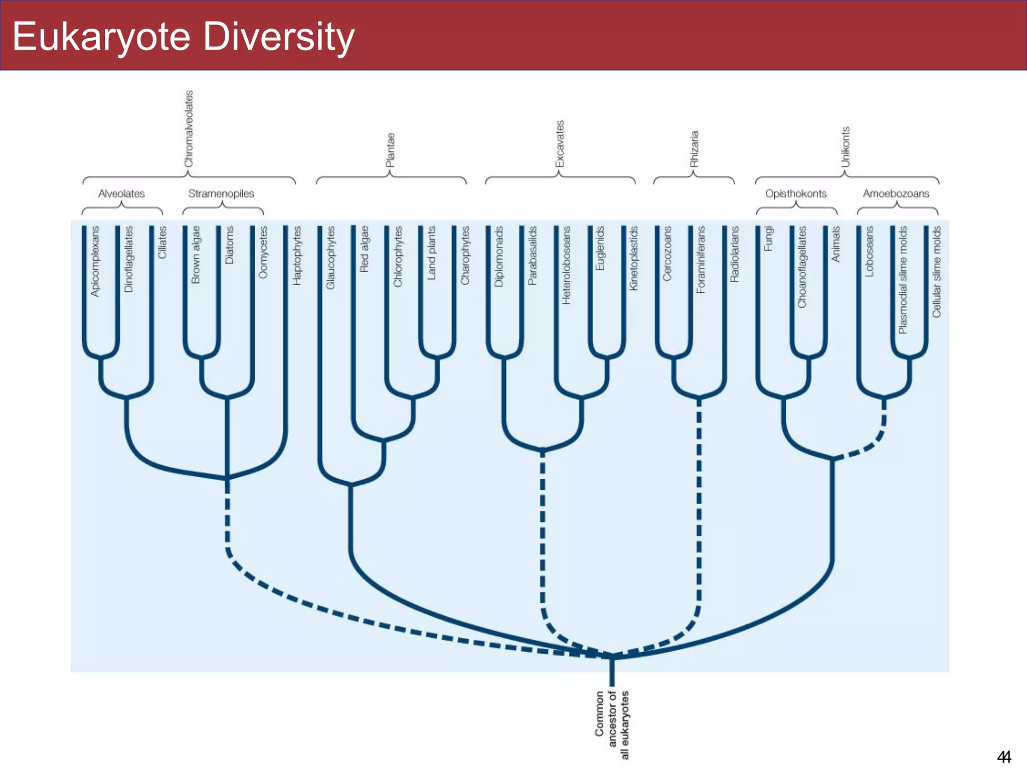 Slides by Jonathan Eisen for BIS2C at UC Davis Spring 2016 44
Eukaryote Diversity
 
