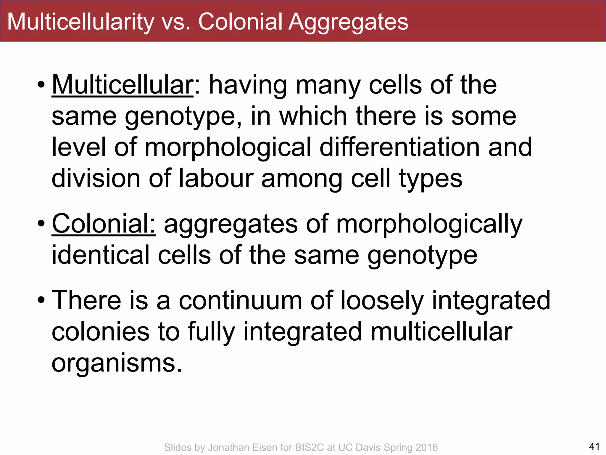 Slides by Jonathan Eisen for BIS2C at UC Davis Spring 2016
Multicellularity vs. Colonial Aggregates
• Multicellular: having many cells of the
same genotype, in which there is some
level of morphological differentiation and
division of labour among cell types
• Colonial: aggregates of morphologically
identical cells of the same genotype
• There is a continuum of loosely integrated
colonies to fully integrated multicellular
organisms.
41
 