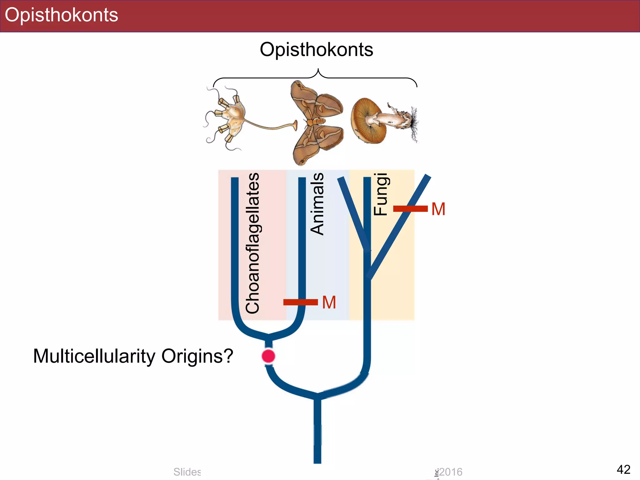 Opisthokonts
!42Slides by Jonathan Eisen for BIS2C at UC Davis Spring 2016
Opisthokonts
Fungi
Animals
Choanoflagellates
Multicellularity Origins?
M
M
 