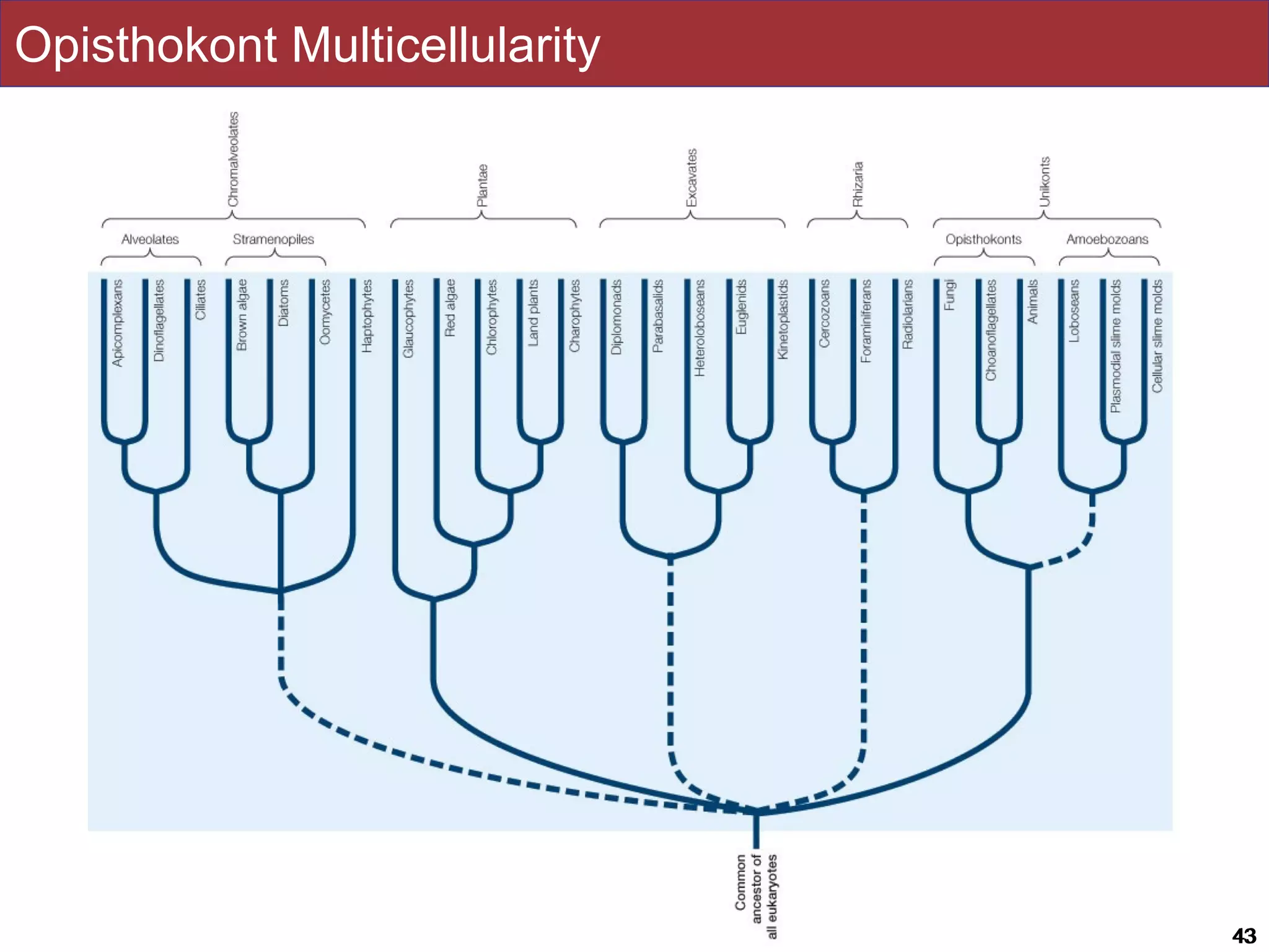 Slides by Jonathan Eisen for BIS2C at UC Davis Spring 2016 4343
Opisthokont Multicellularity
 