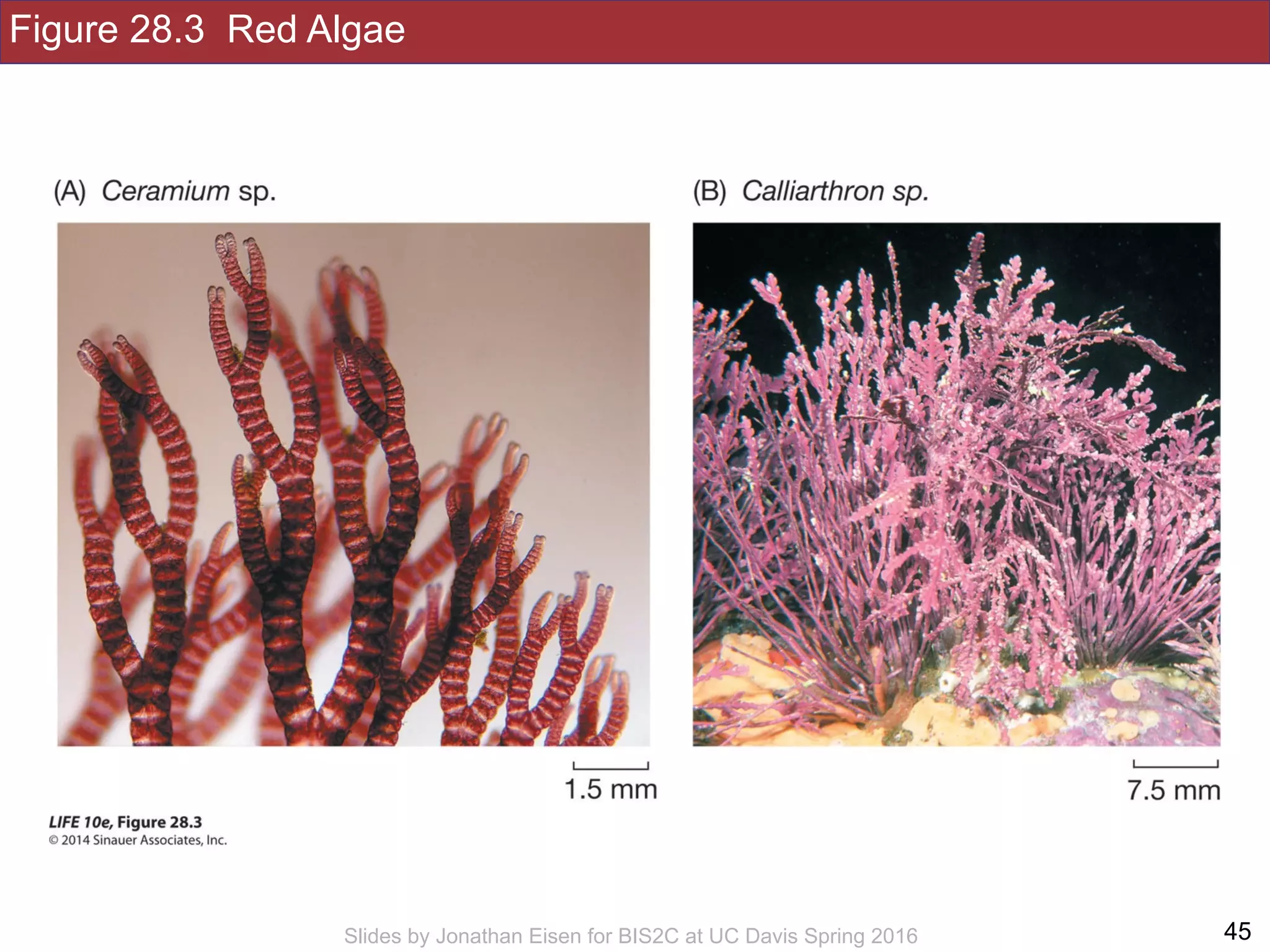 Figure 28.3 Red Algae
!45Slides by Jonathan Eisen for BIS2C at UC Davis Spring 2016
 