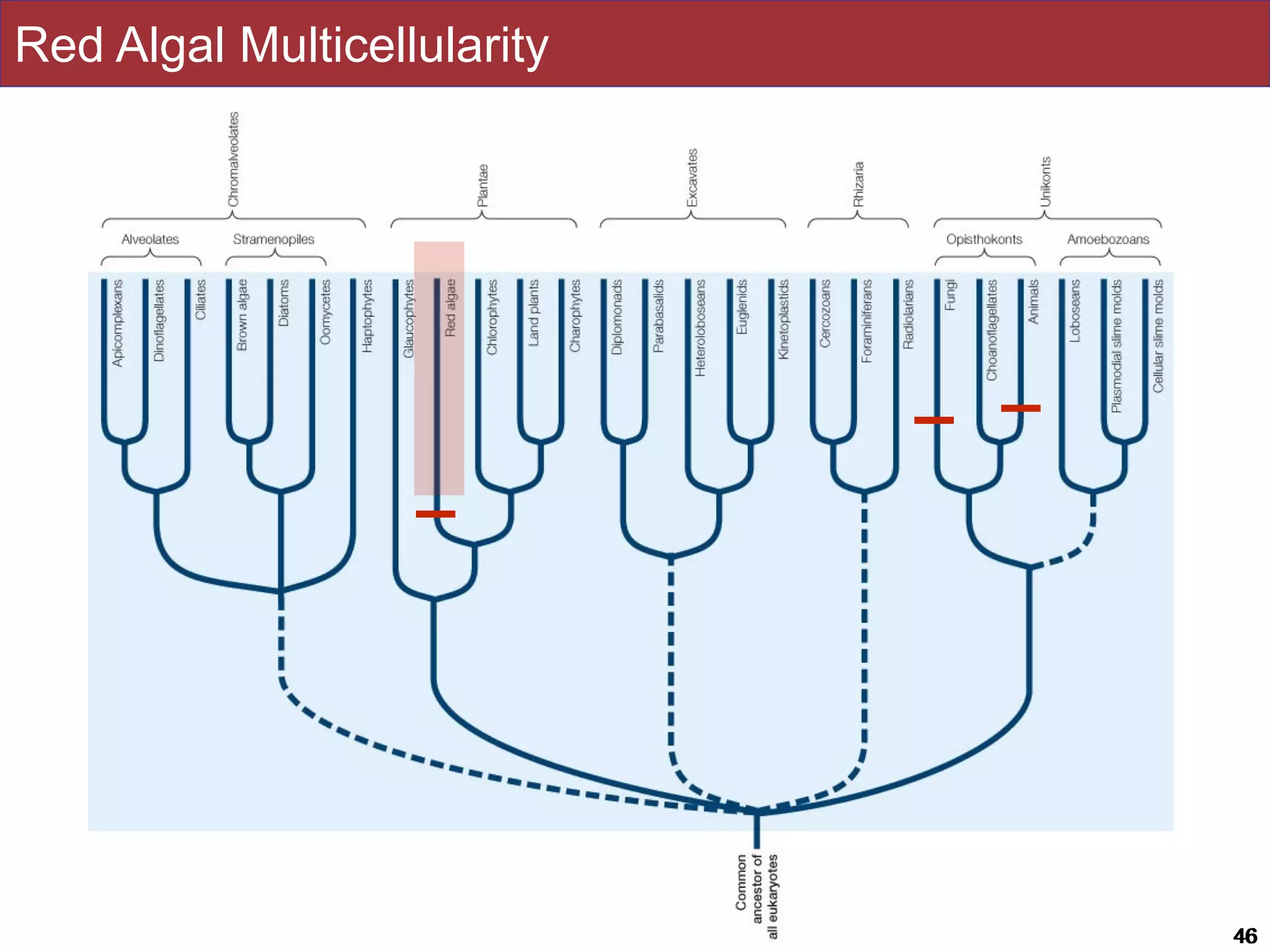 Slides by Jonathan Eisen for BIS2C at UC Davis Spring 2016 4646
Red Algal Multicellularity
 