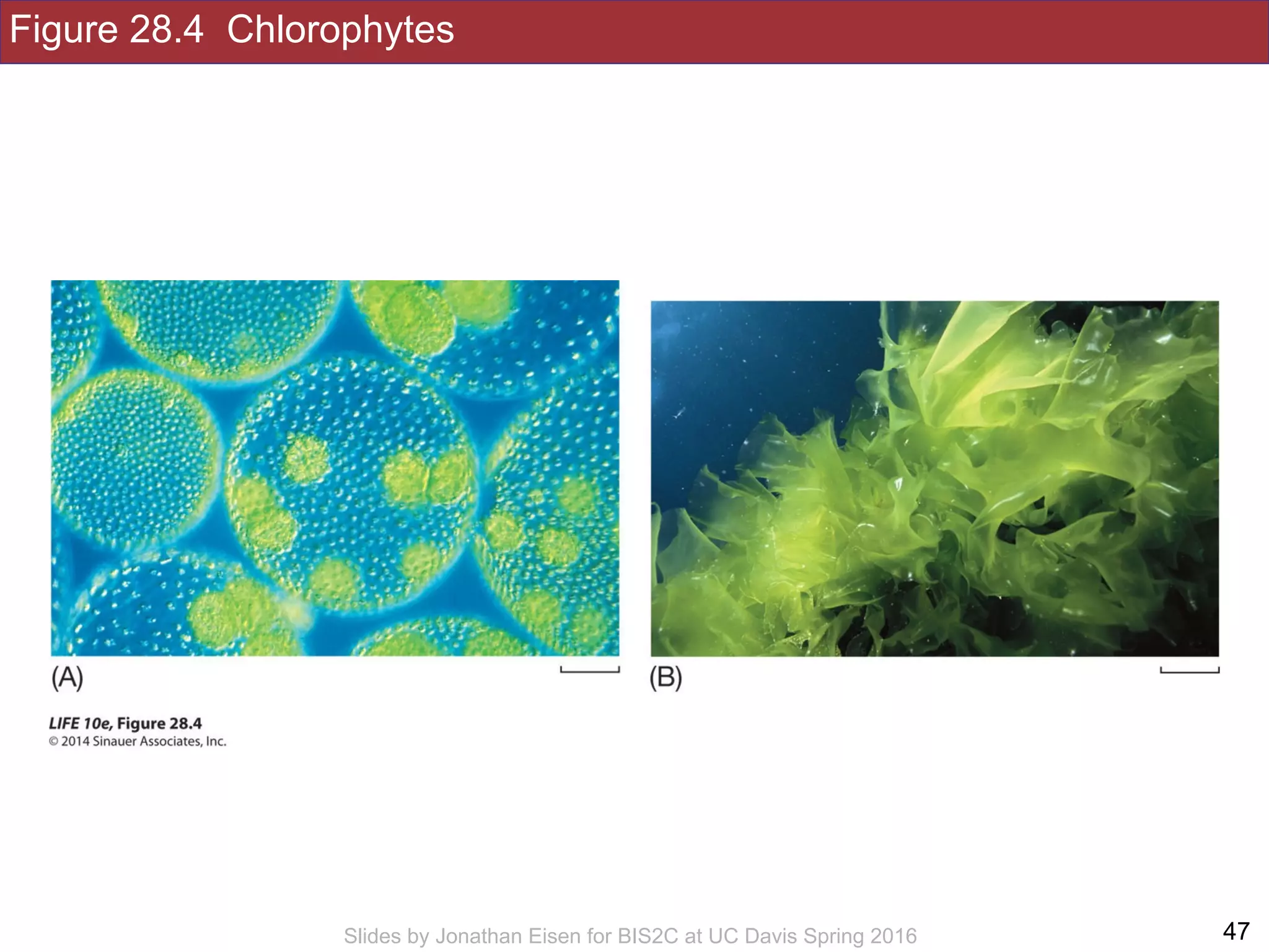 Figure 28.4 Chlorophytes
!47Slides by Jonathan Eisen for BIS2C at UC Davis Spring 2016
 