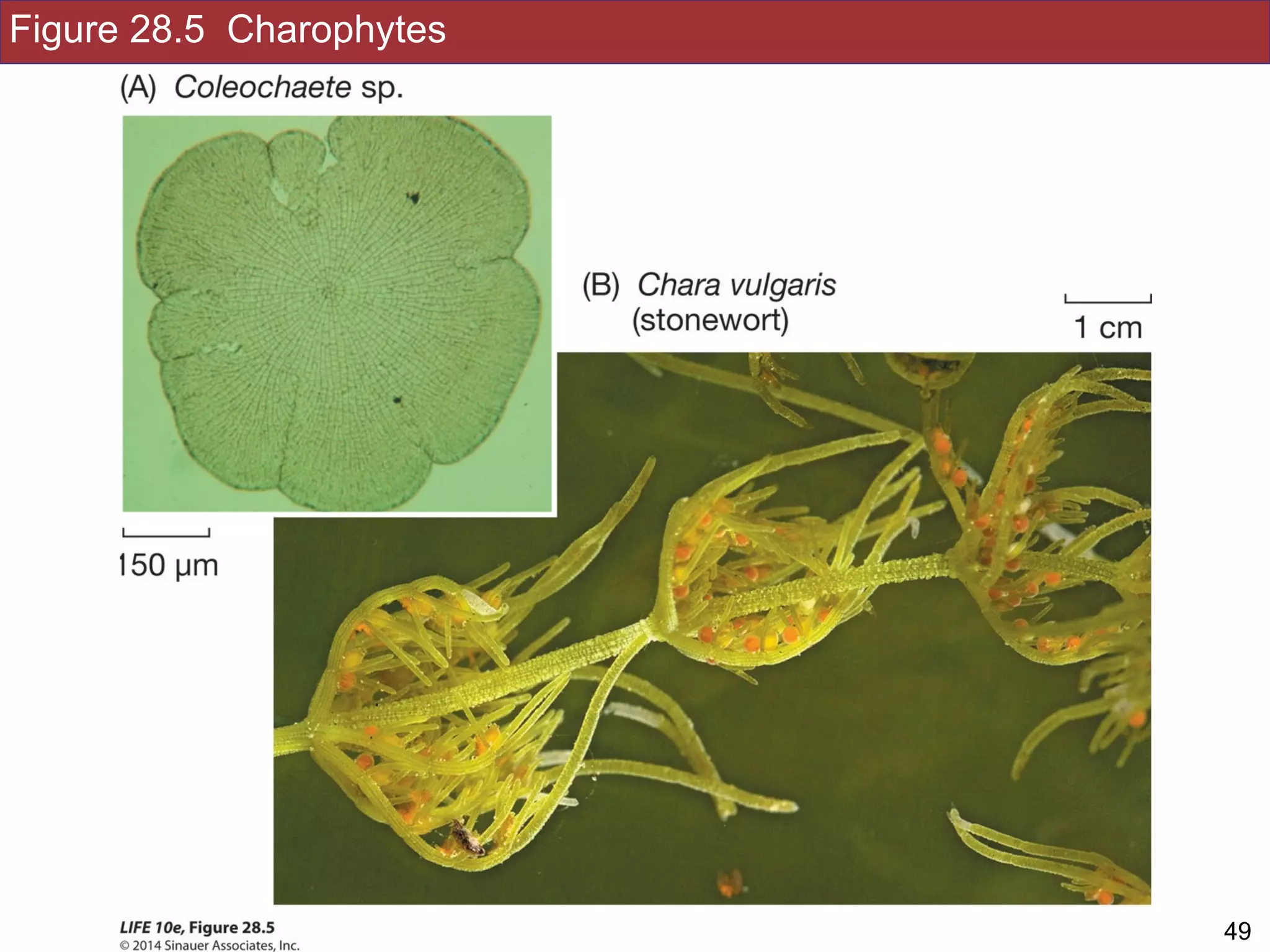 Figure 28.5 Charophytes
!49Slides by Jonathan Eisen for BIS2C at UC Davis Spring 2016
 