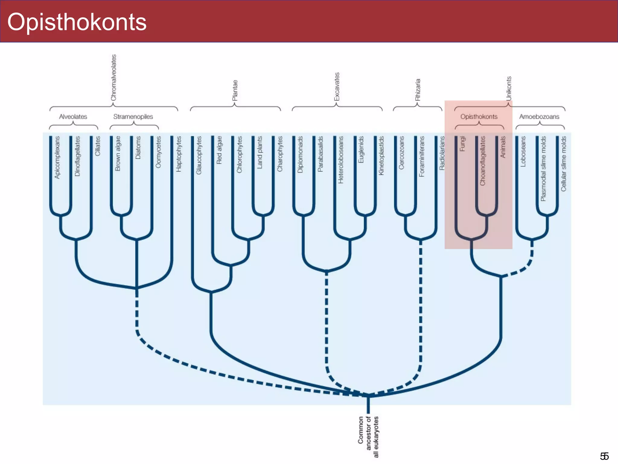 Slides by Jonathan Eisen for BIS2C at UC Davis Spring 2016 55
Opisthokonts
 