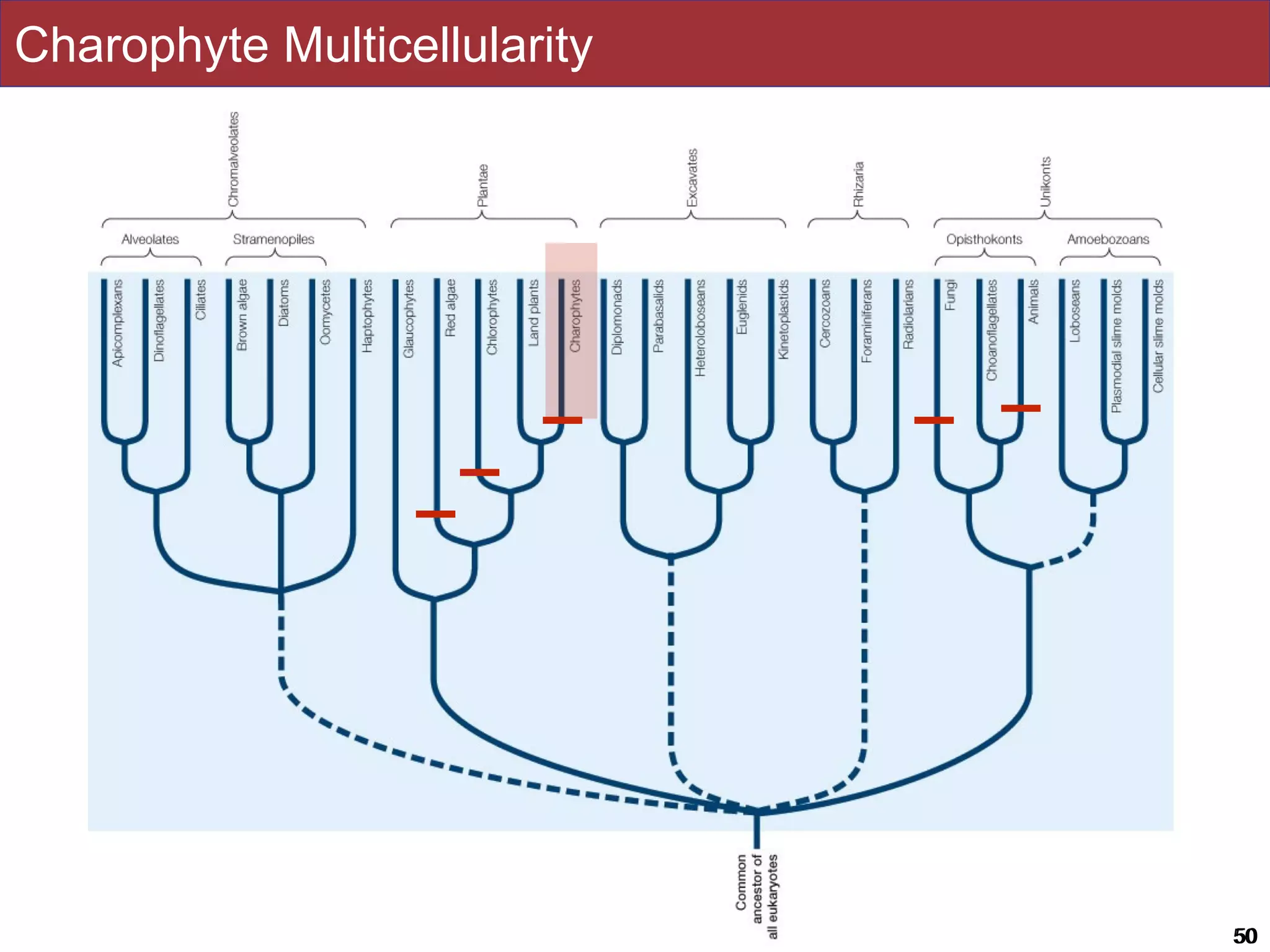 Slides by Jonathan Eisen for BIS2C at UC Davis Spring 2016 5050
Charophyte Multicellularity
 