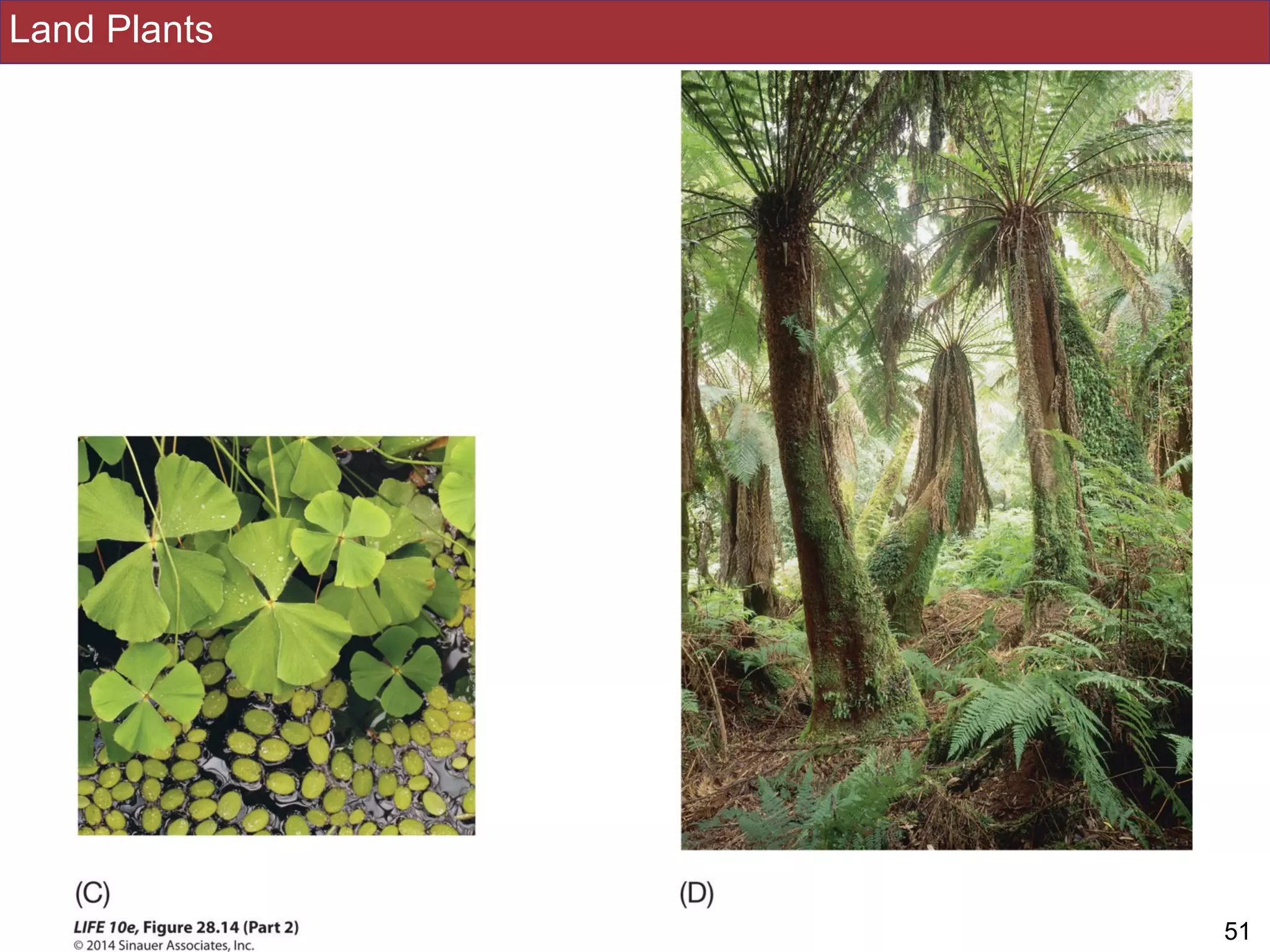 Land Plants
!51Slides by Jonathan Eisen for BIS2C at UC Davis Spring 2016
 