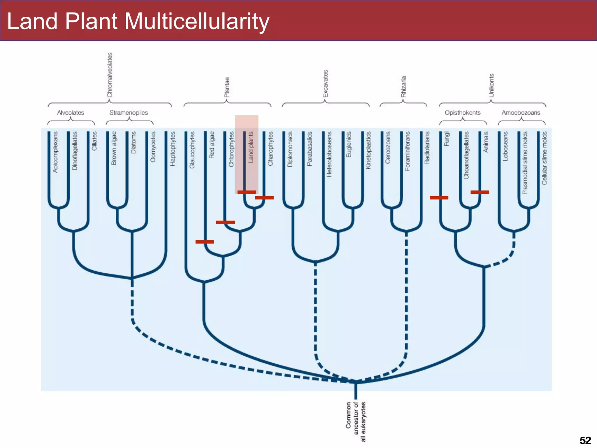 Slides by Jonathan Eisen for BIS2C at UC Davis Spring 2016 5252
Land Plant Multicellularity
 