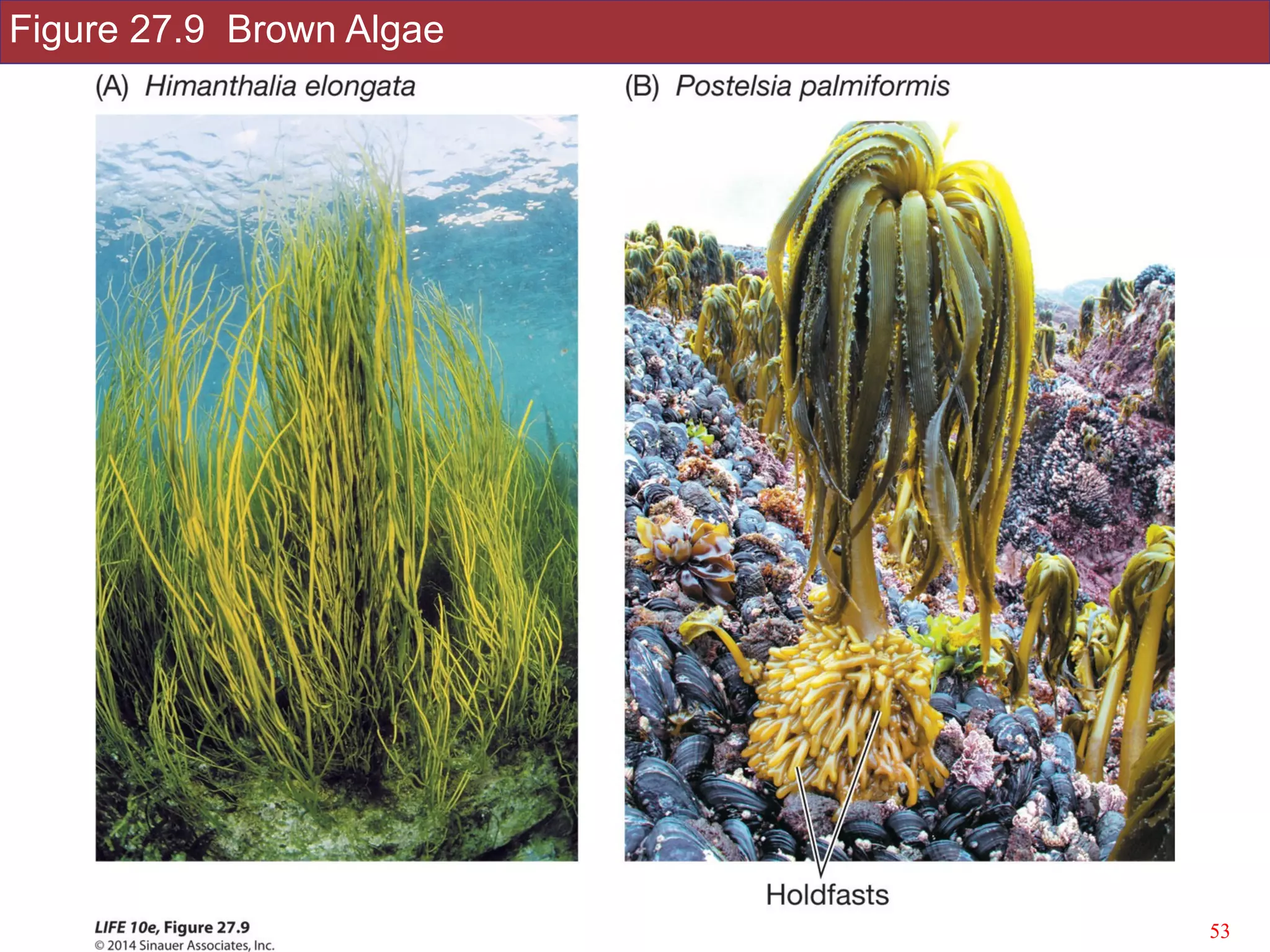 Figure 27.9 Brown Algae
!53Slides by Jonathan Eisen for BIS2C at UC Davis Spring 2016
 