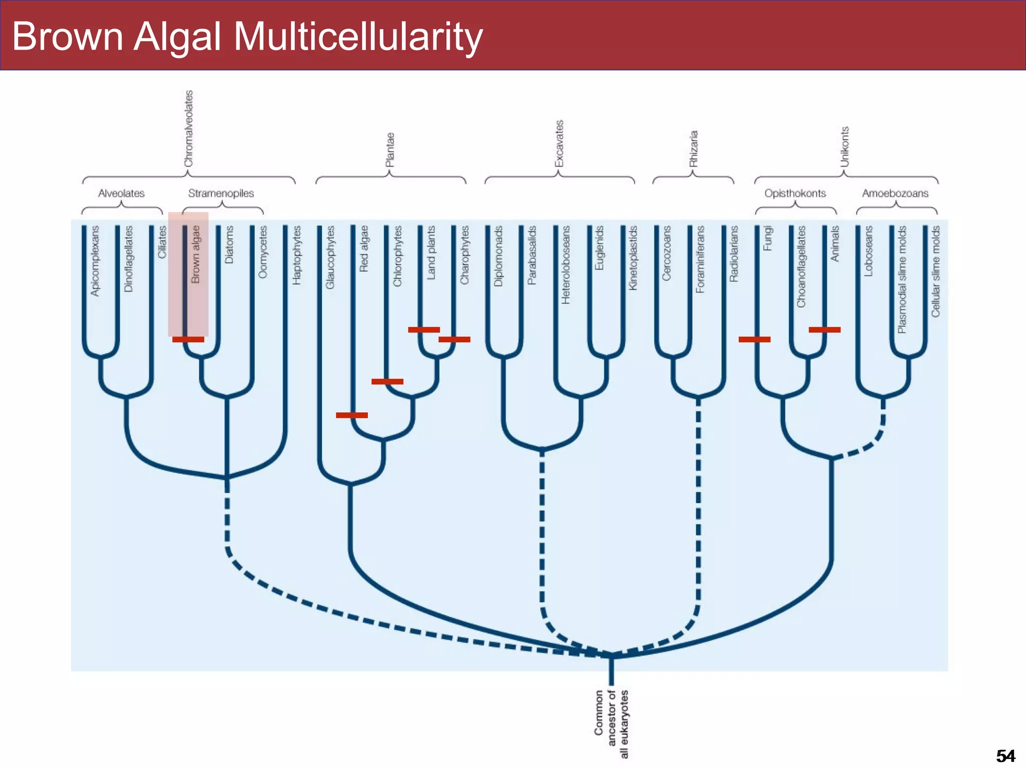 Slides by Jonathan Eisen for BIS2C at UC Davis Spring 2016 5454
Brown Algal Multicellularity
 