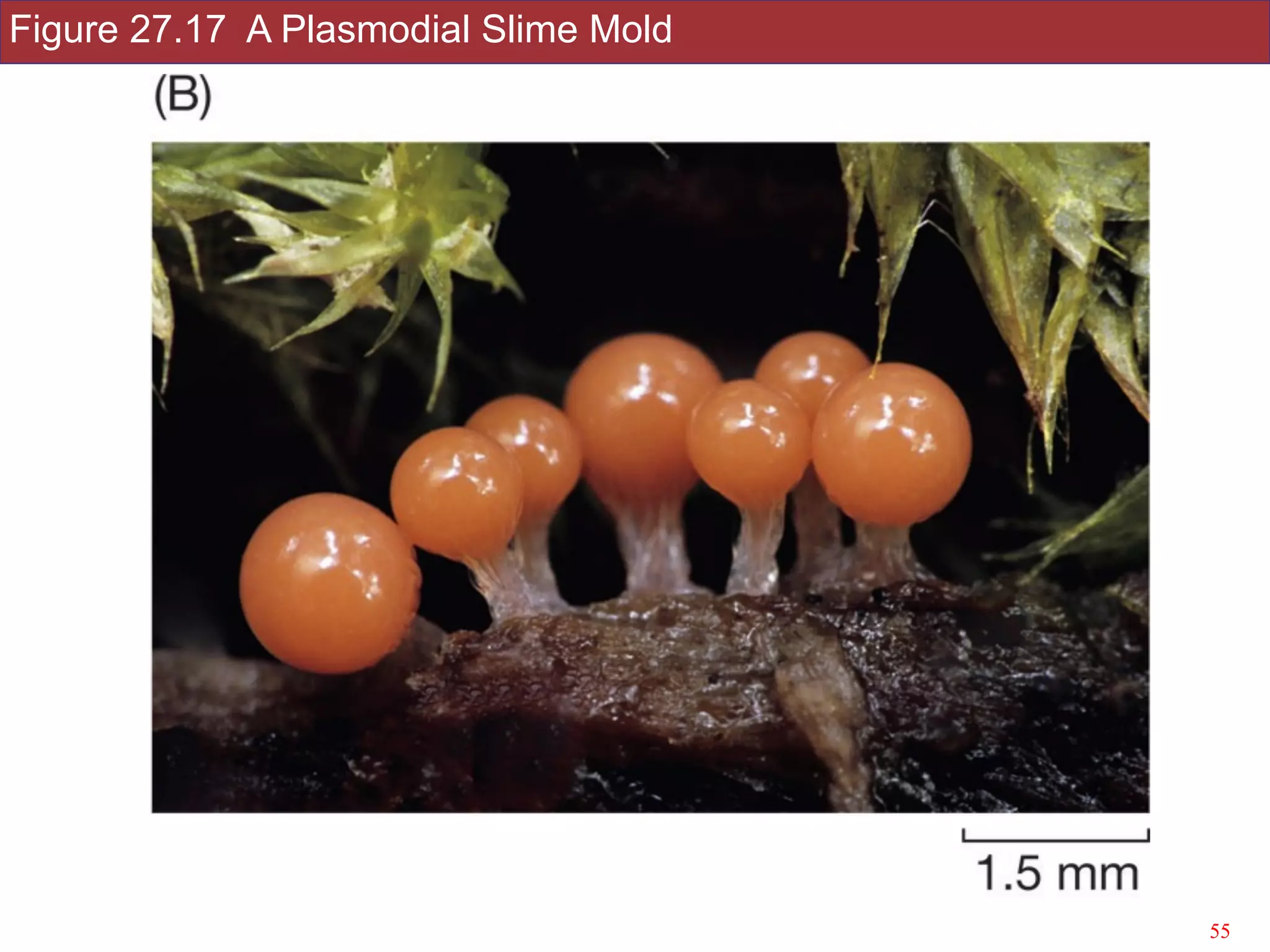 Figure 27.17 A Plasmodial Slime Mold
!55Slides by Jonathan Eisen for BIS2C at UC Davis Spring 2016
 