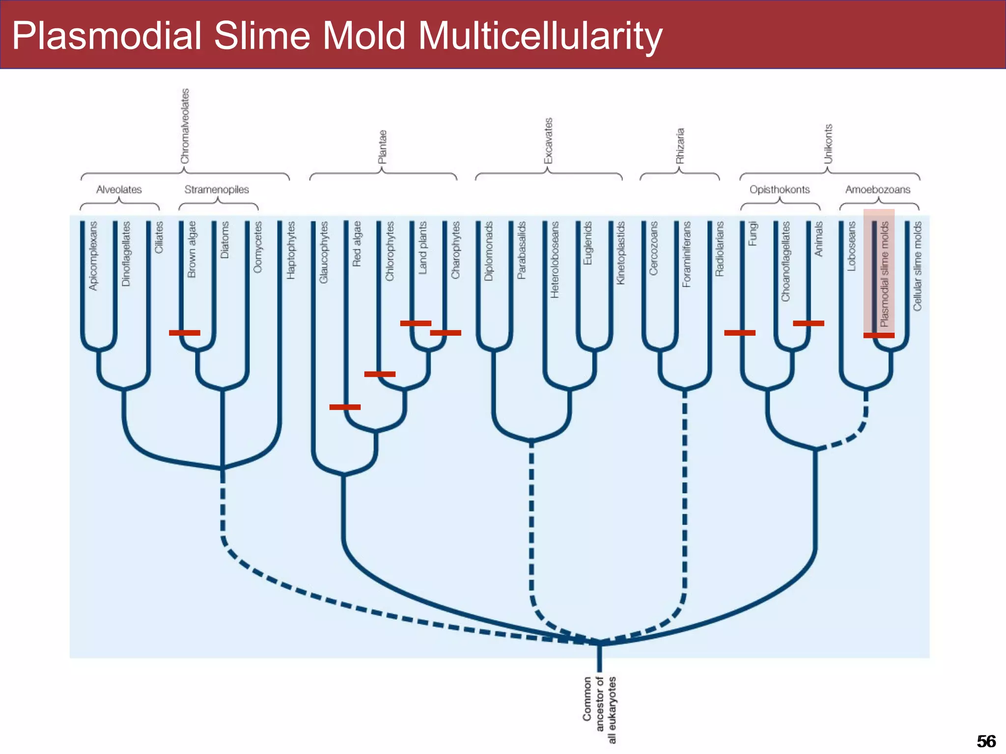 Slides by Jonathan Eisen for BIS2C at UC Davis Spring 2016 5656
Plasmodial Slime Mold Multicellularity
 