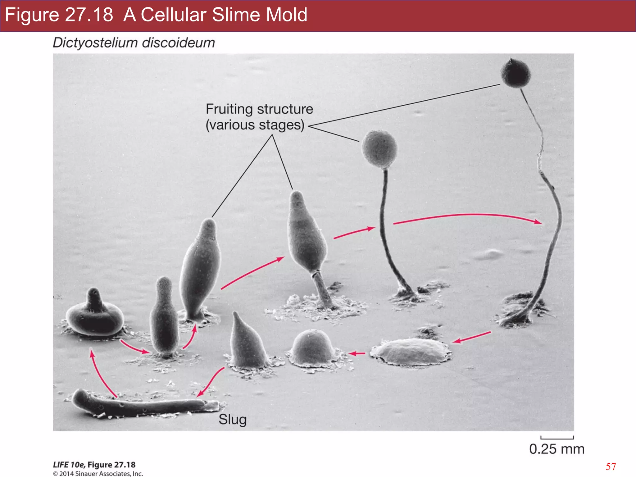 Figure 27.18 A Cellular Slime Mold
!57Slides by Jonathan Eisen for BIS2C at UC Davis Spring 2016
 