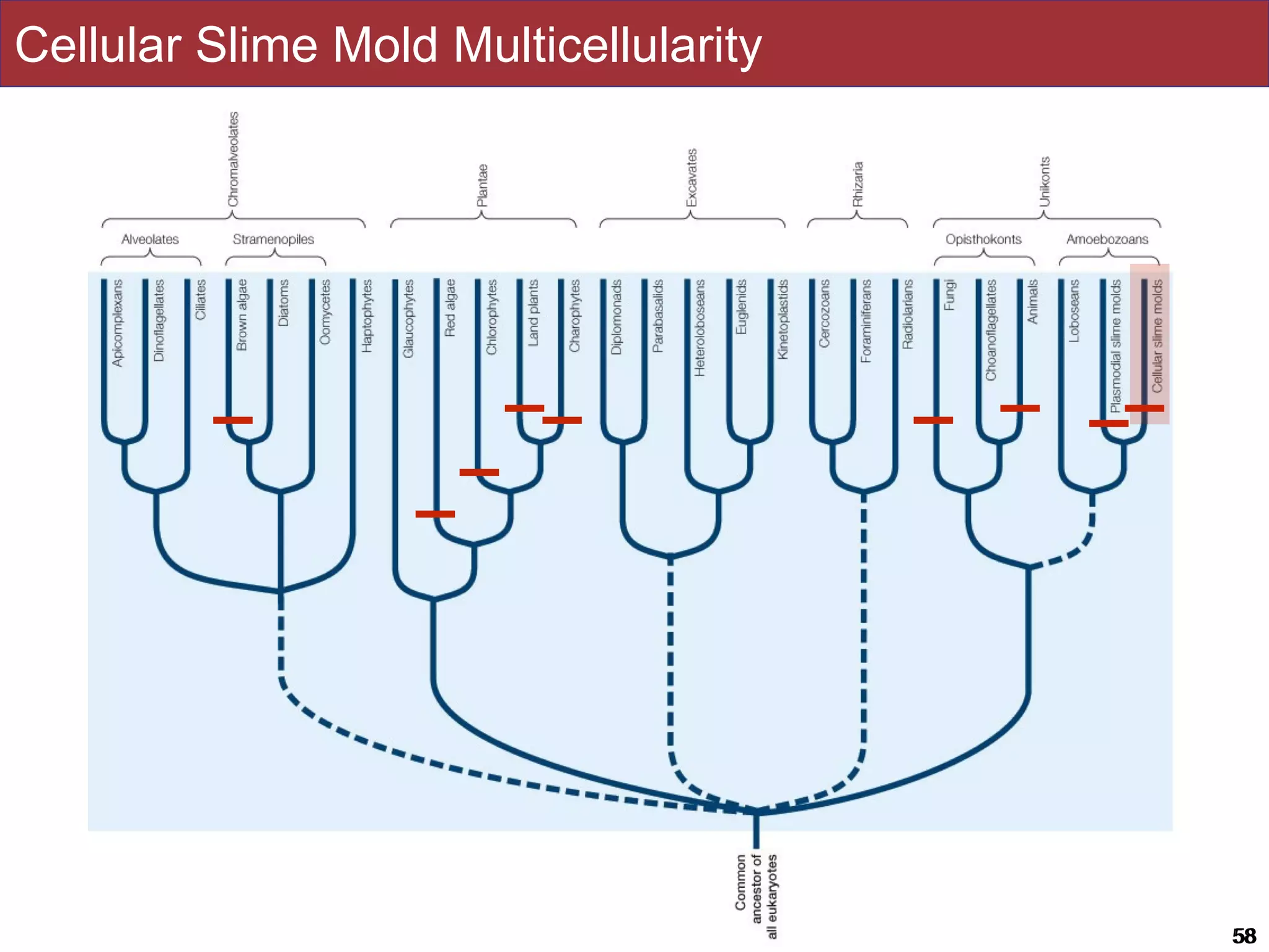 Slides by Jonathan Eisen for BIS2C at UC Davis Spring 2016 5858
Cellular Slime Mold Multicellularity
 
