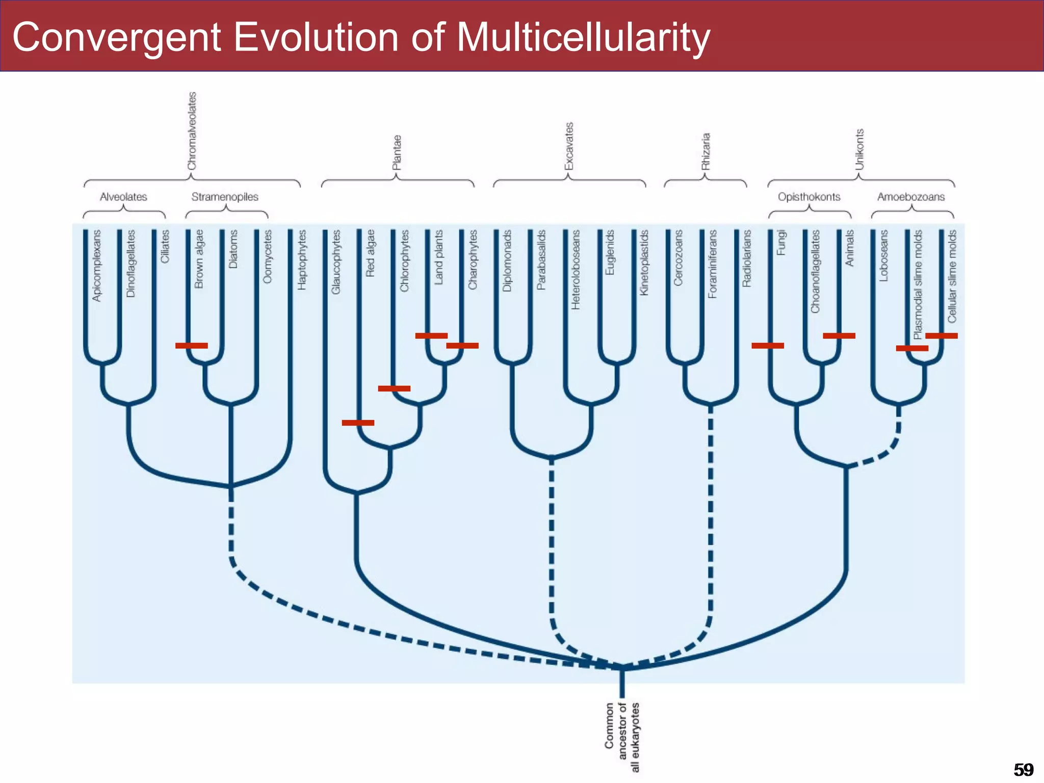 Slides by Jonathan Eisen for BIS2C at UC Davis Spring 2016 5959
Convergent Evolution of Multicellularity
 