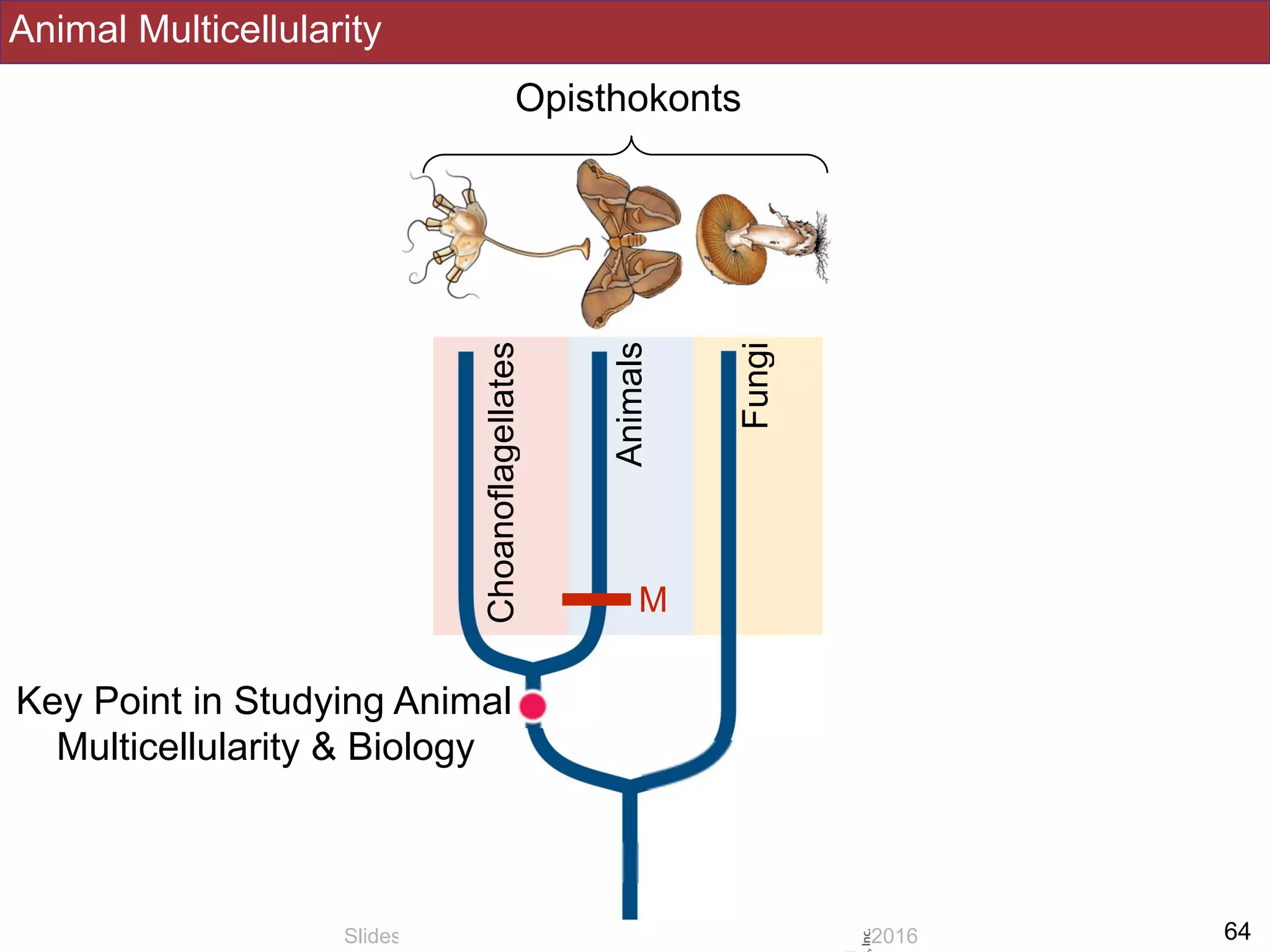 Animal Multicellularity
!64Slides by Jonathan Eisen for BIS2C at UC Davis Spring 2016
Opisthokonts
Fungi
Animals
Choanoflagellates
Key Point in Studying Animal
Multicellularity & Biology
M
 